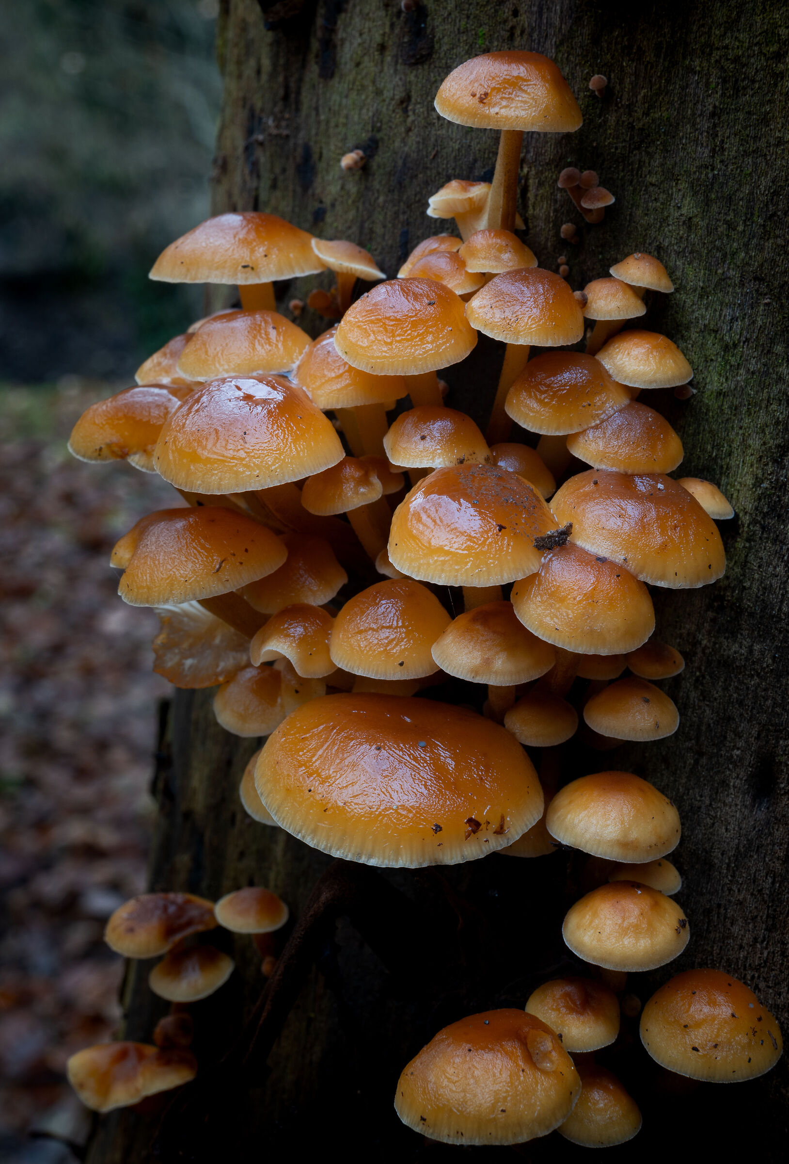 Elm mushroom - Close Up...