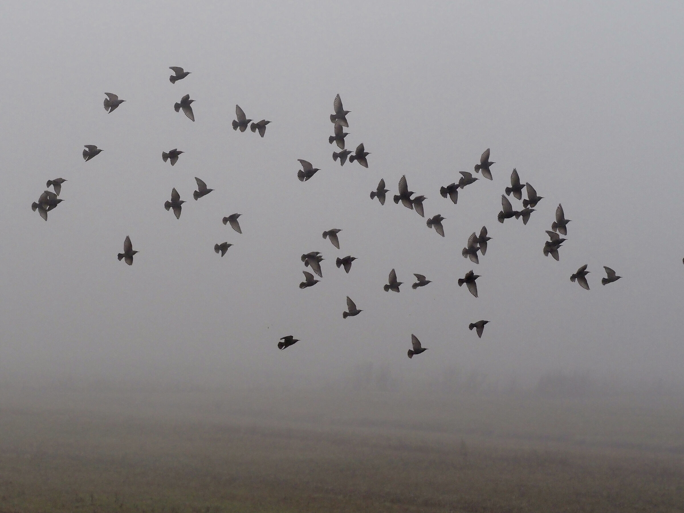 Starlings in the fog...