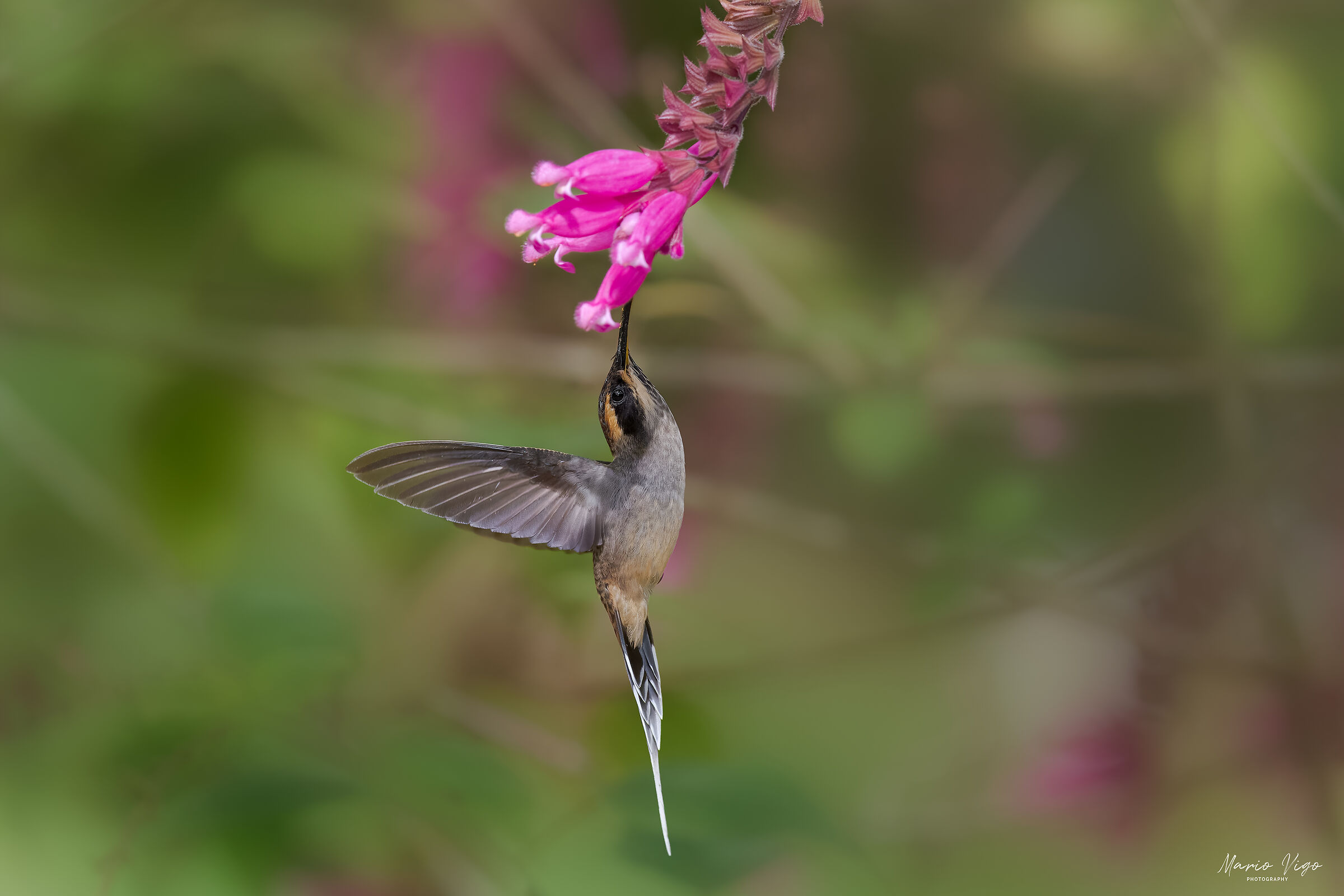 Scale-throated Hermit (Phaethornis eurynome)...