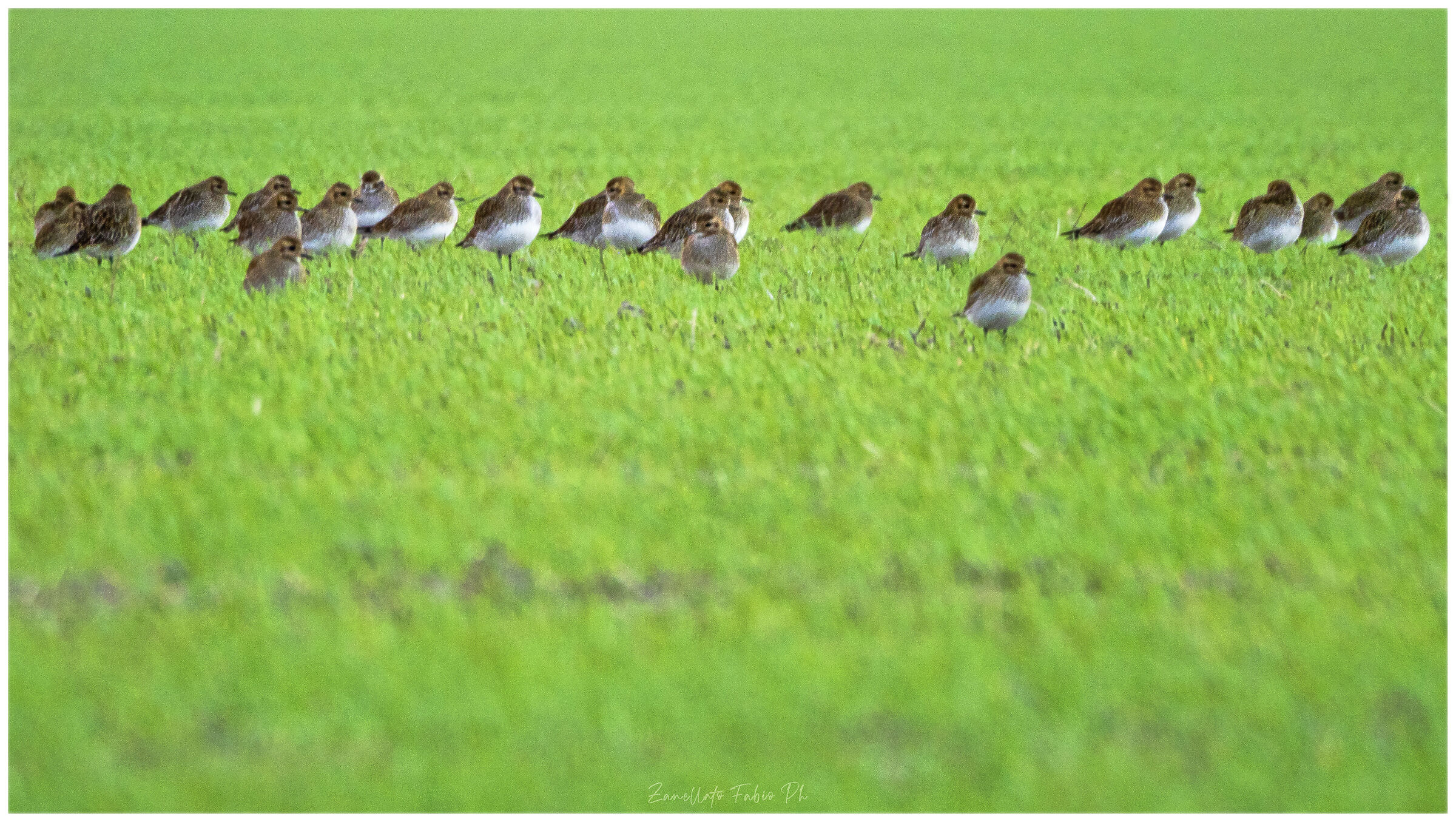 Golden plovers on lawn...