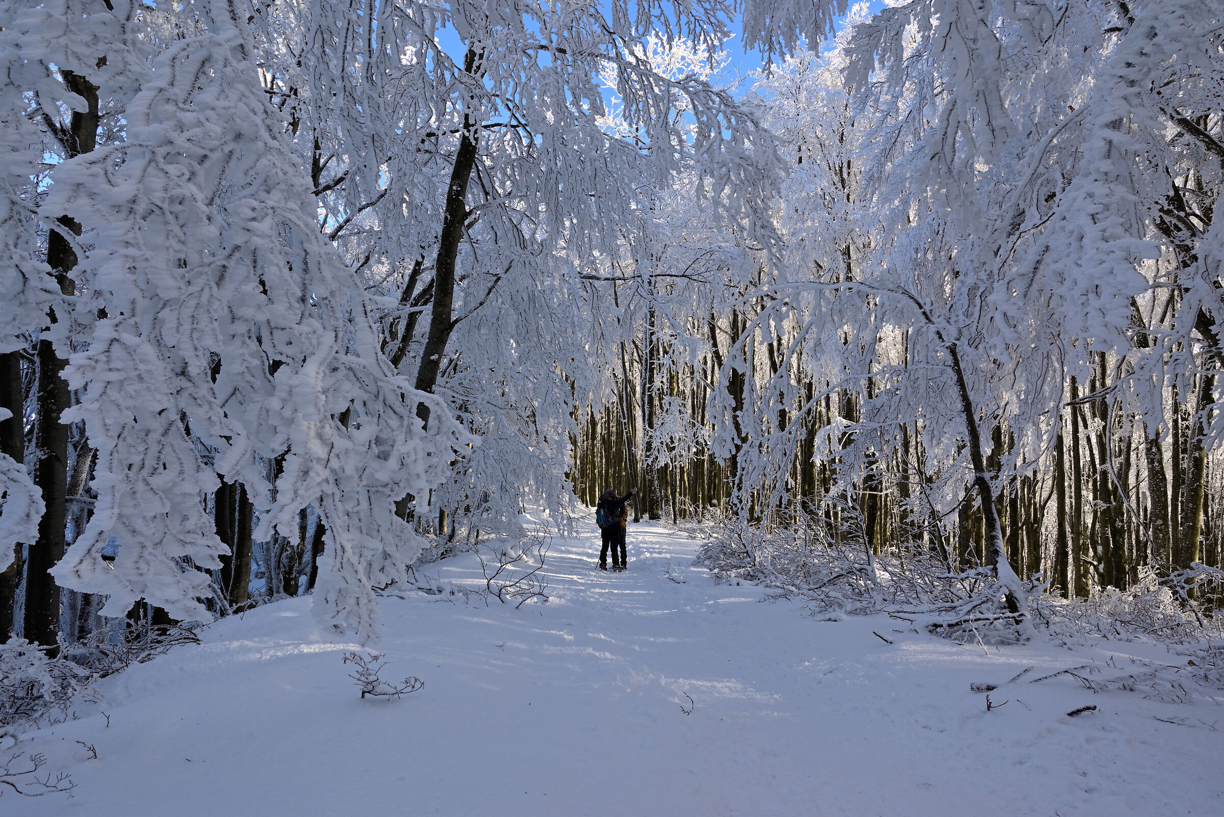 Paradiso di Neve...