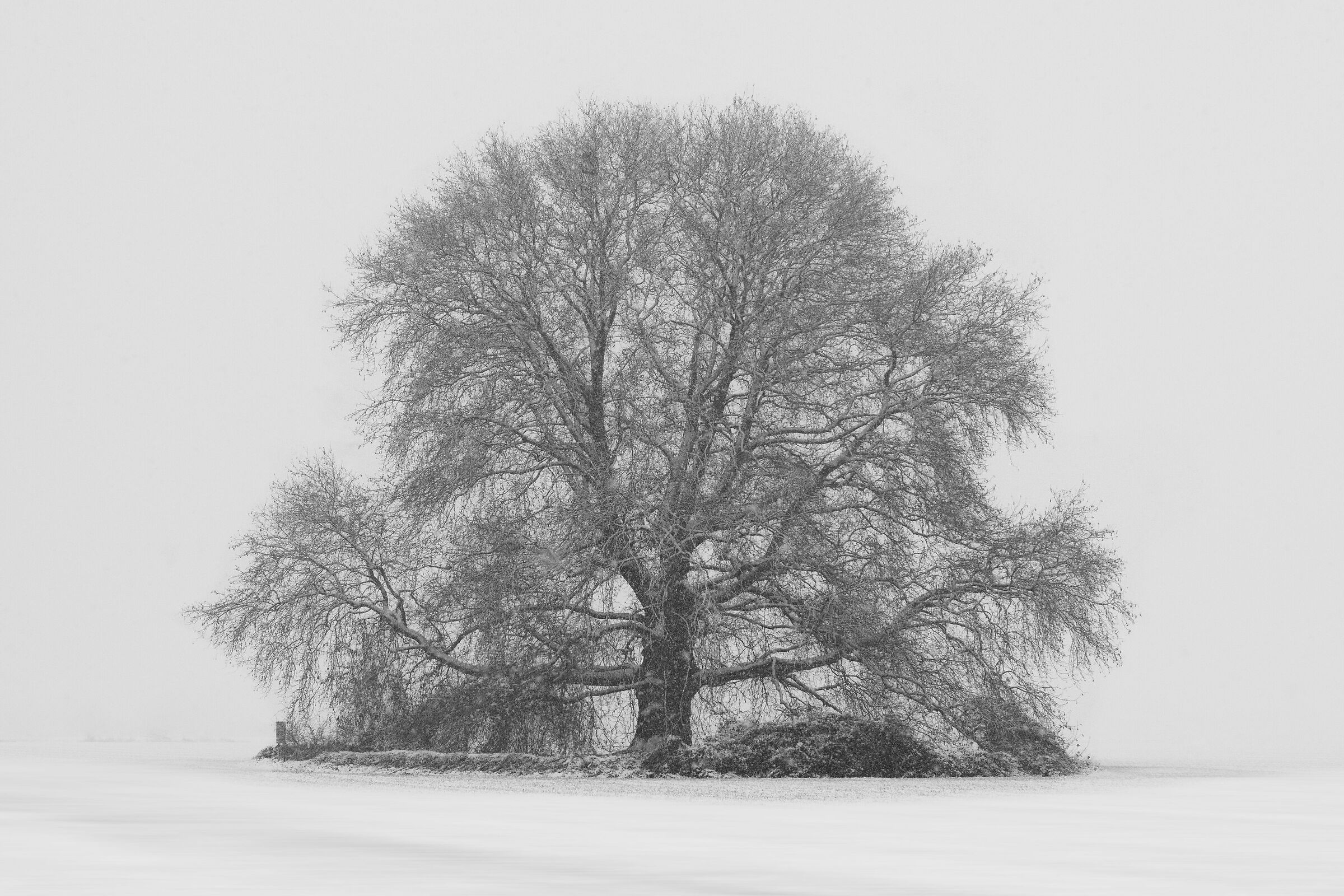 Il grande albero e la prima neve.......