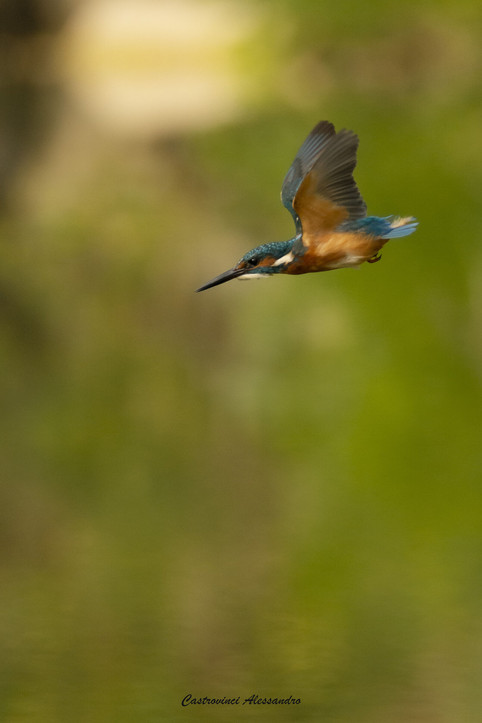 Kingfisher in flight...