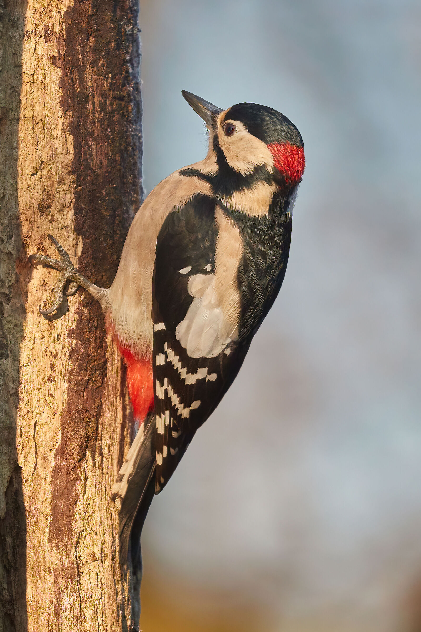 Greater red woodpecker M...