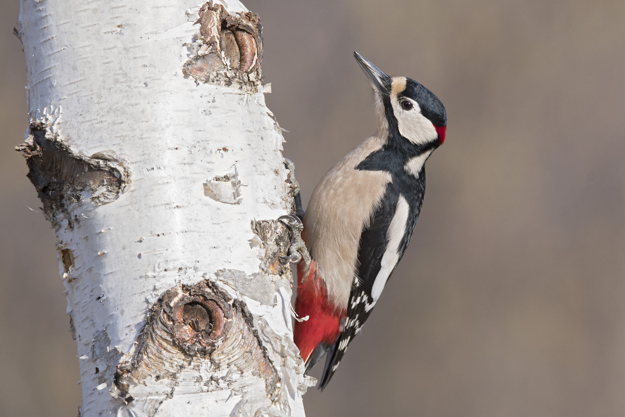 Greater red woodpecker (Dendrocopos major) ...