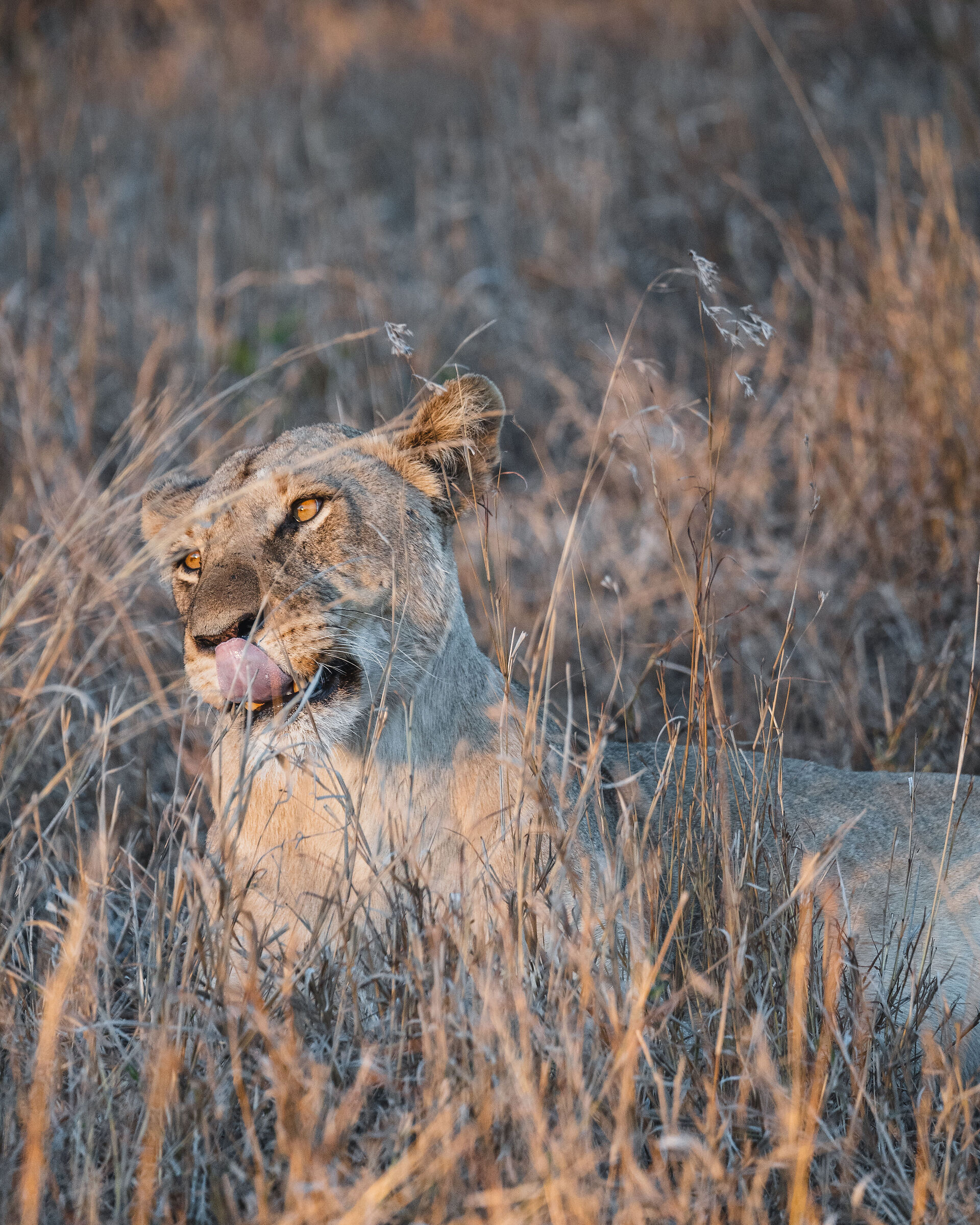 Lioness...