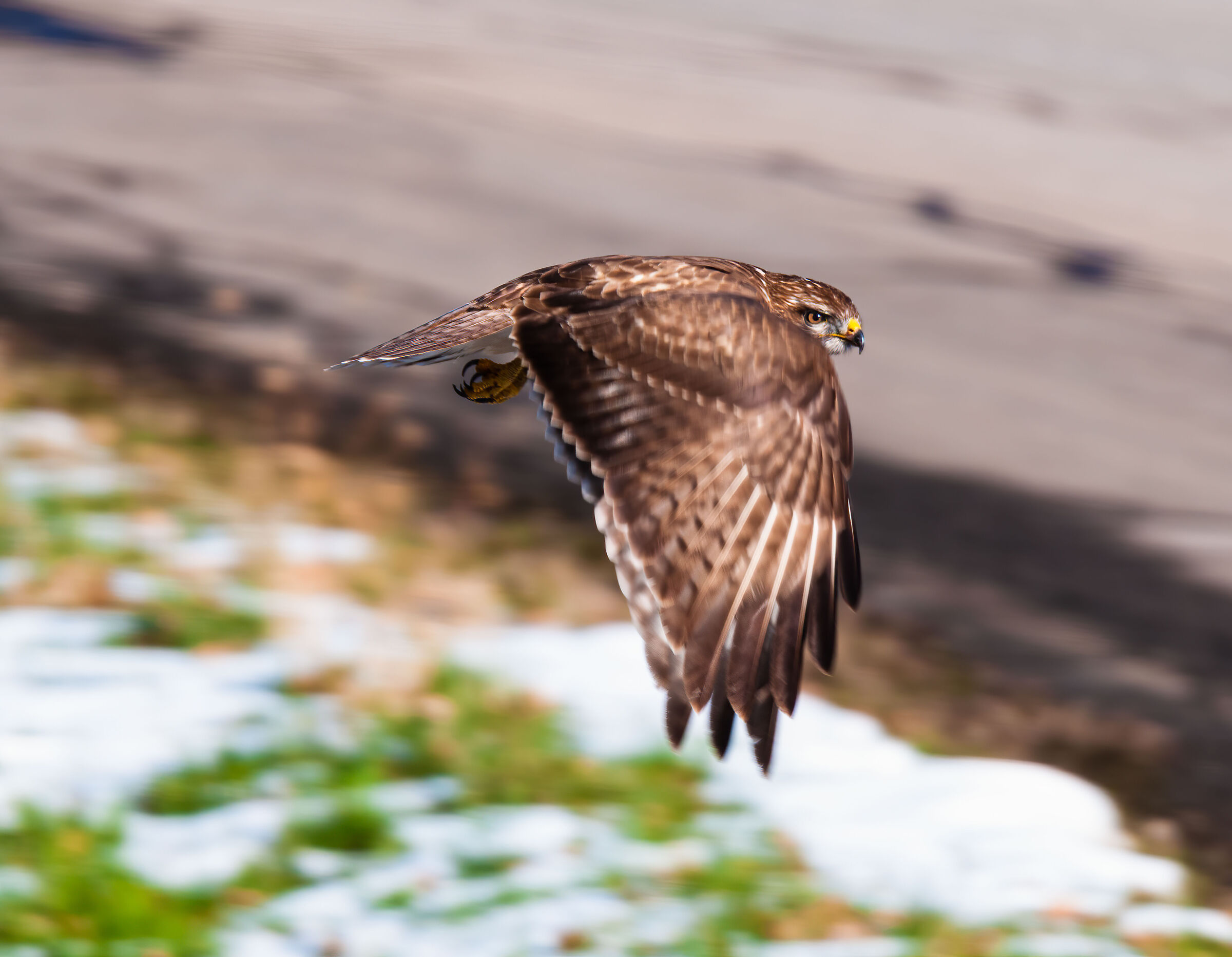 Buzzard... on the fly...