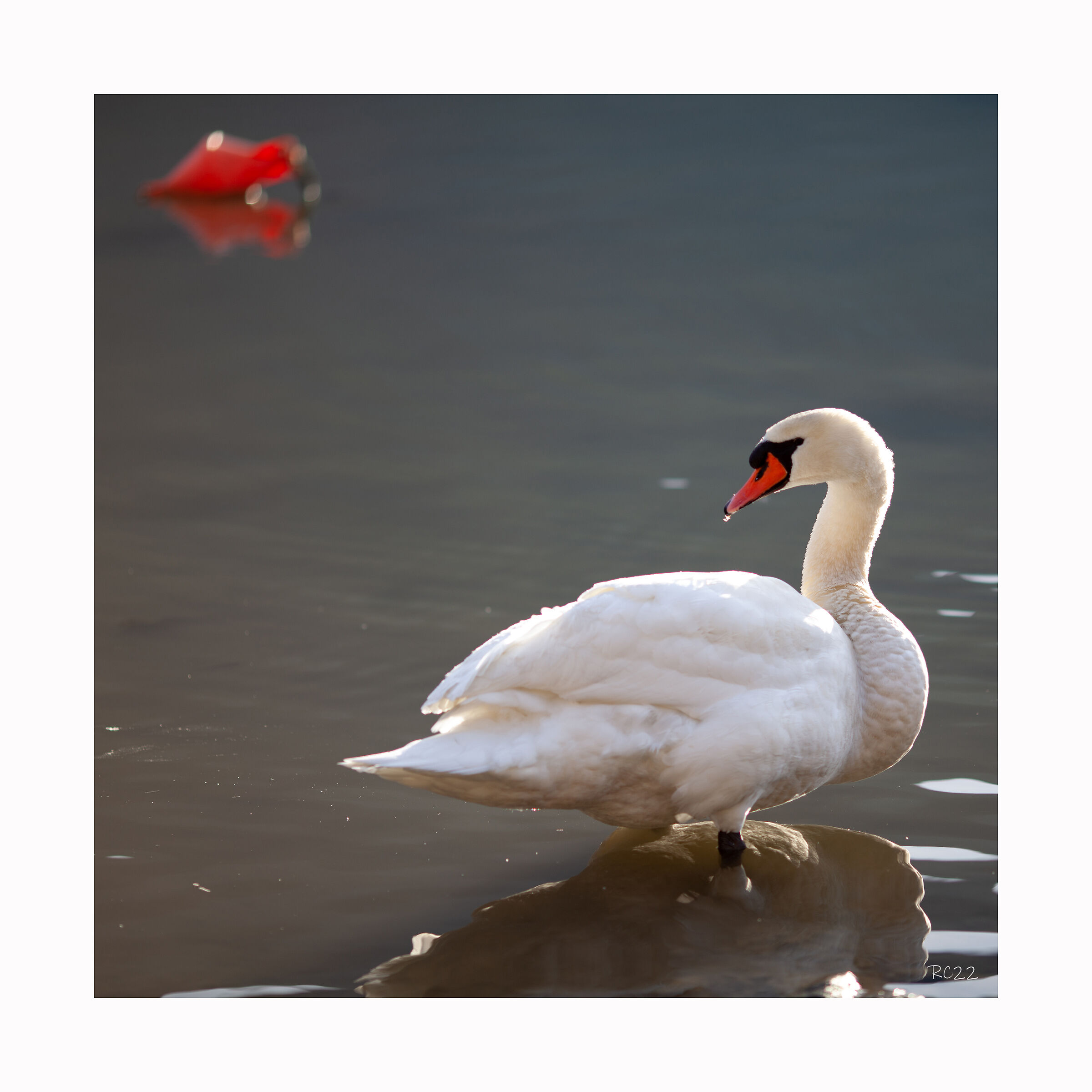 Il cigno e la boa...