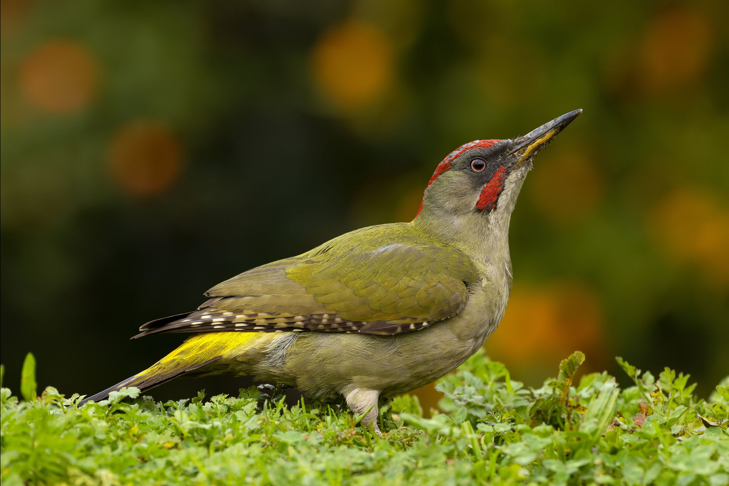 Green Woodpecker, male - Picus viridis (Portugal)...