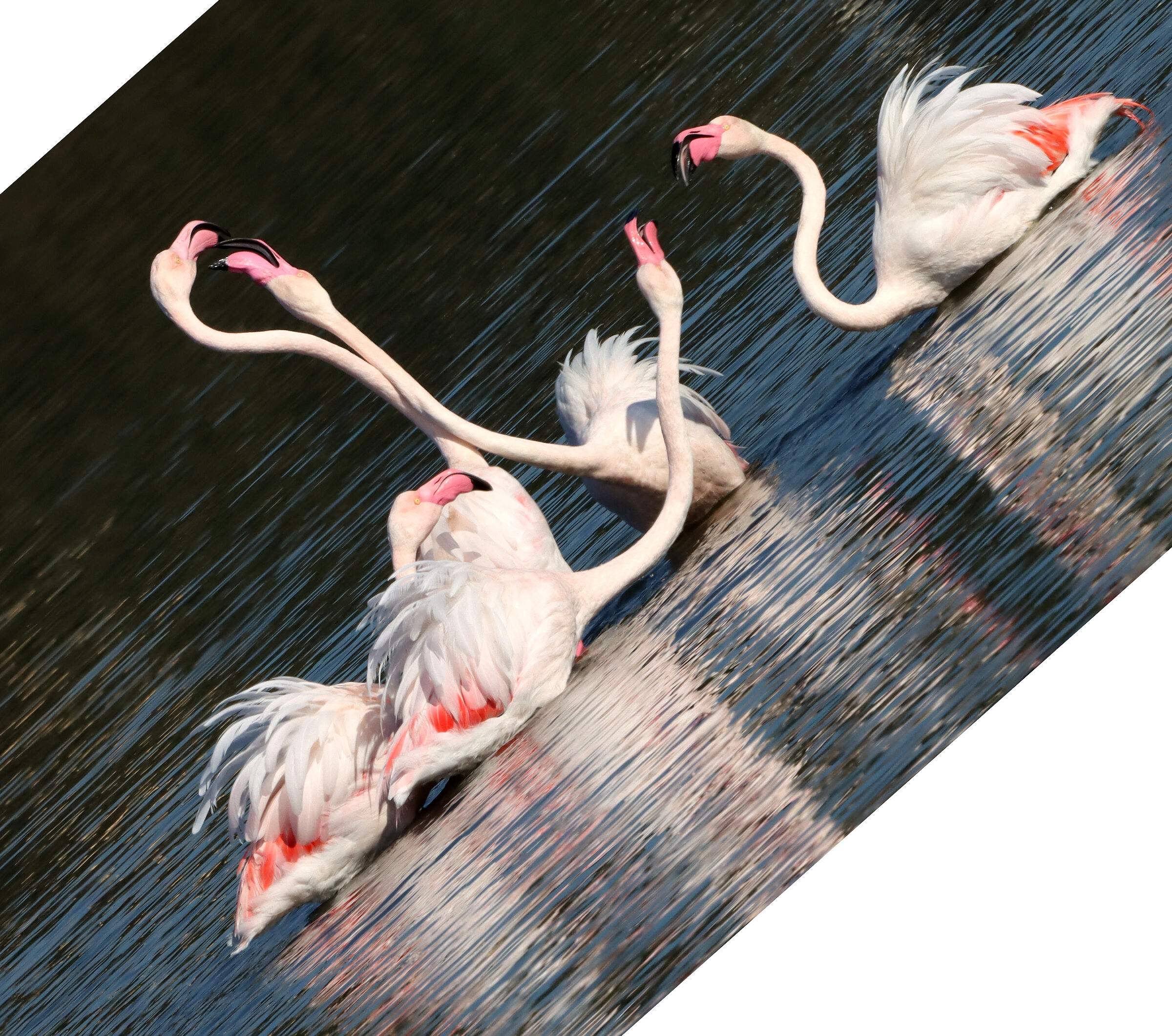 Amorous quarrels of Pink Flamingos to the "strange famo!"....