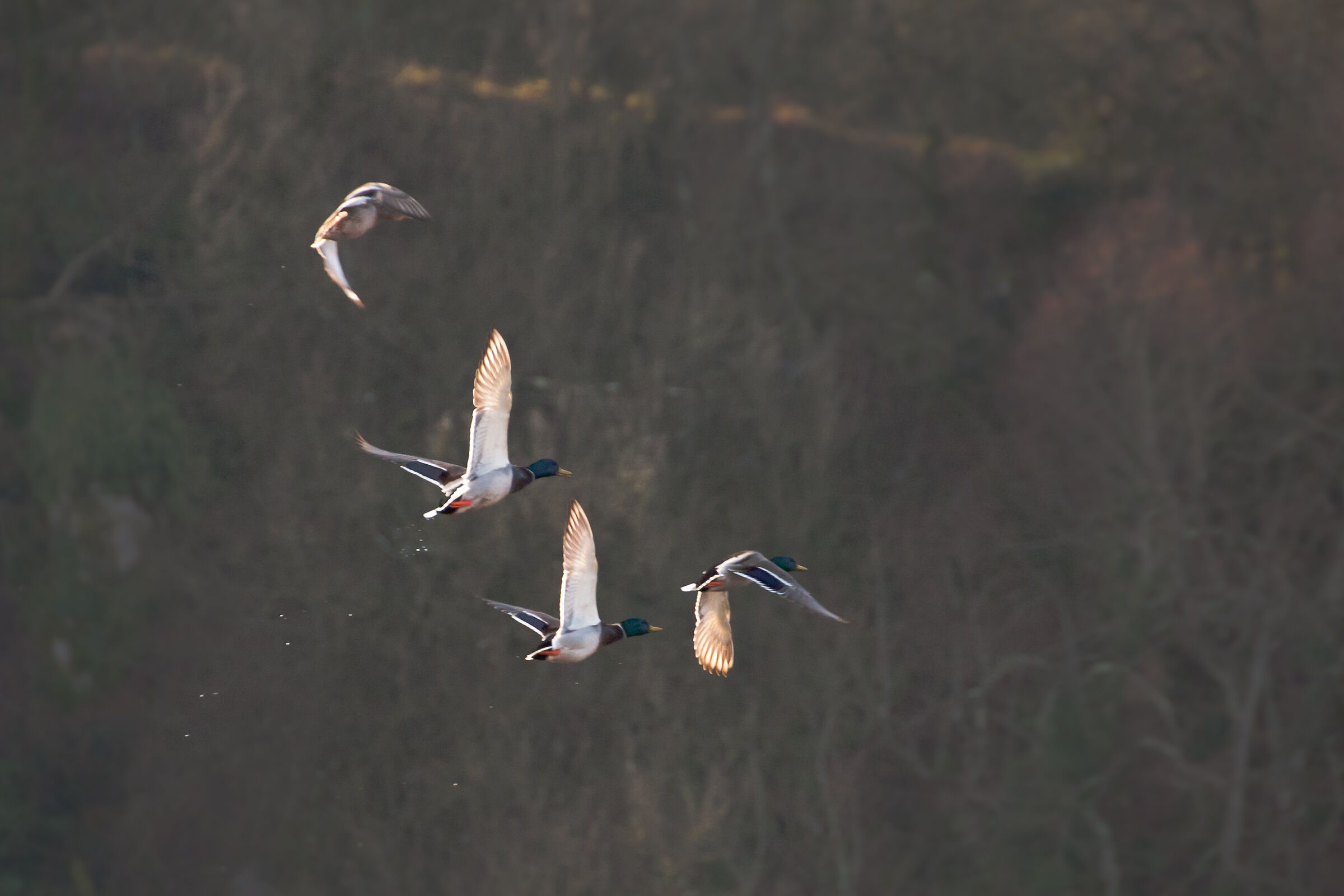 Mallards flying nature reserve Canterno...