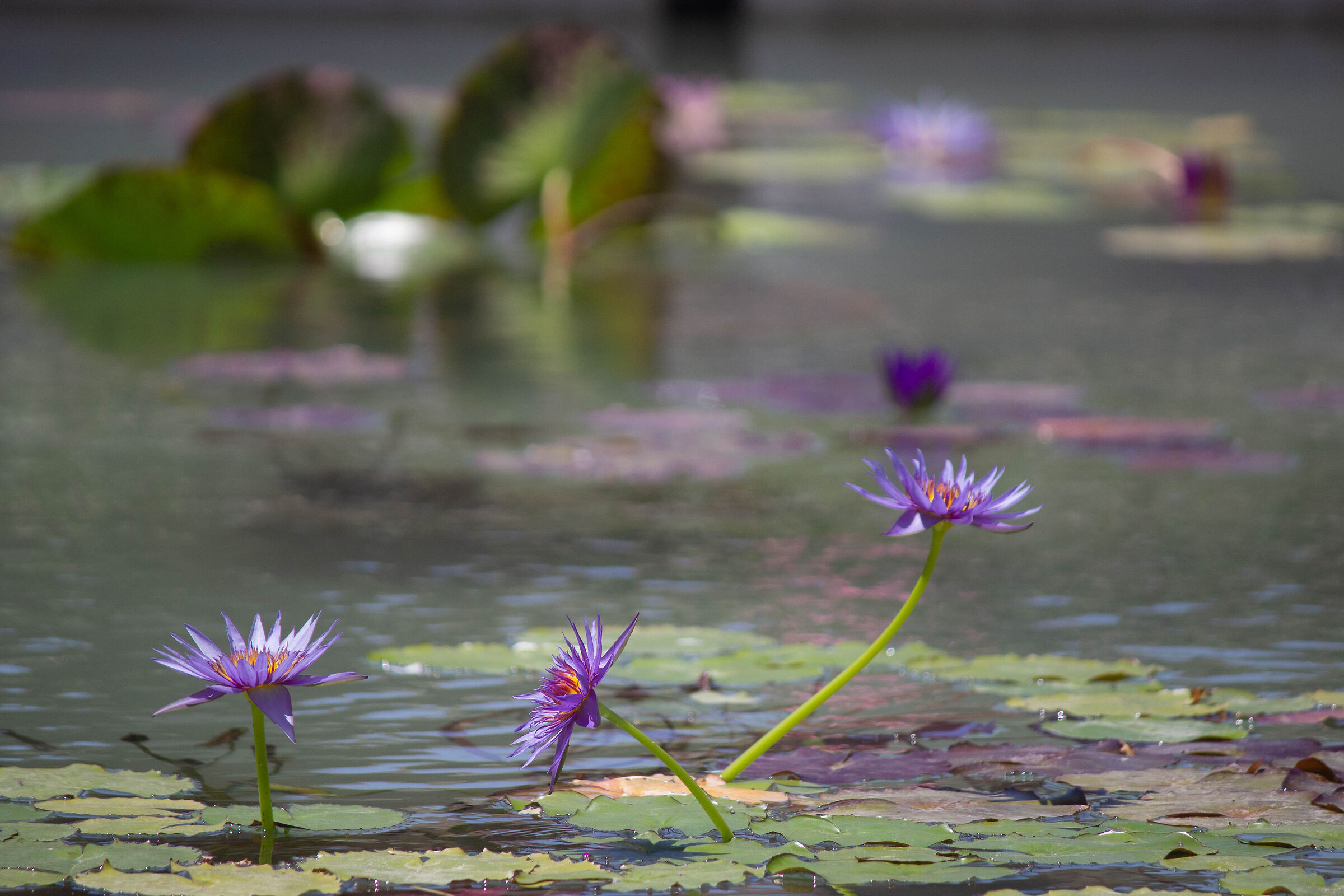 Water lilies...