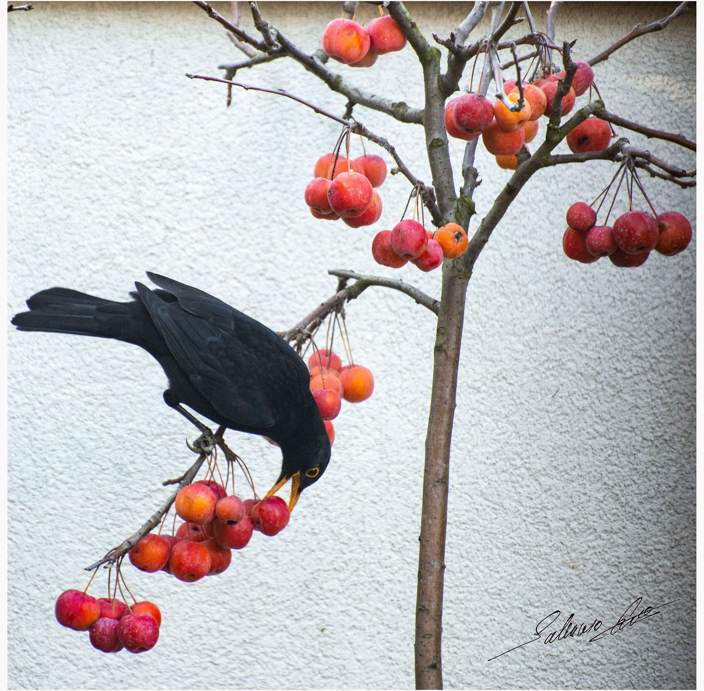 Blackbird at banquet...