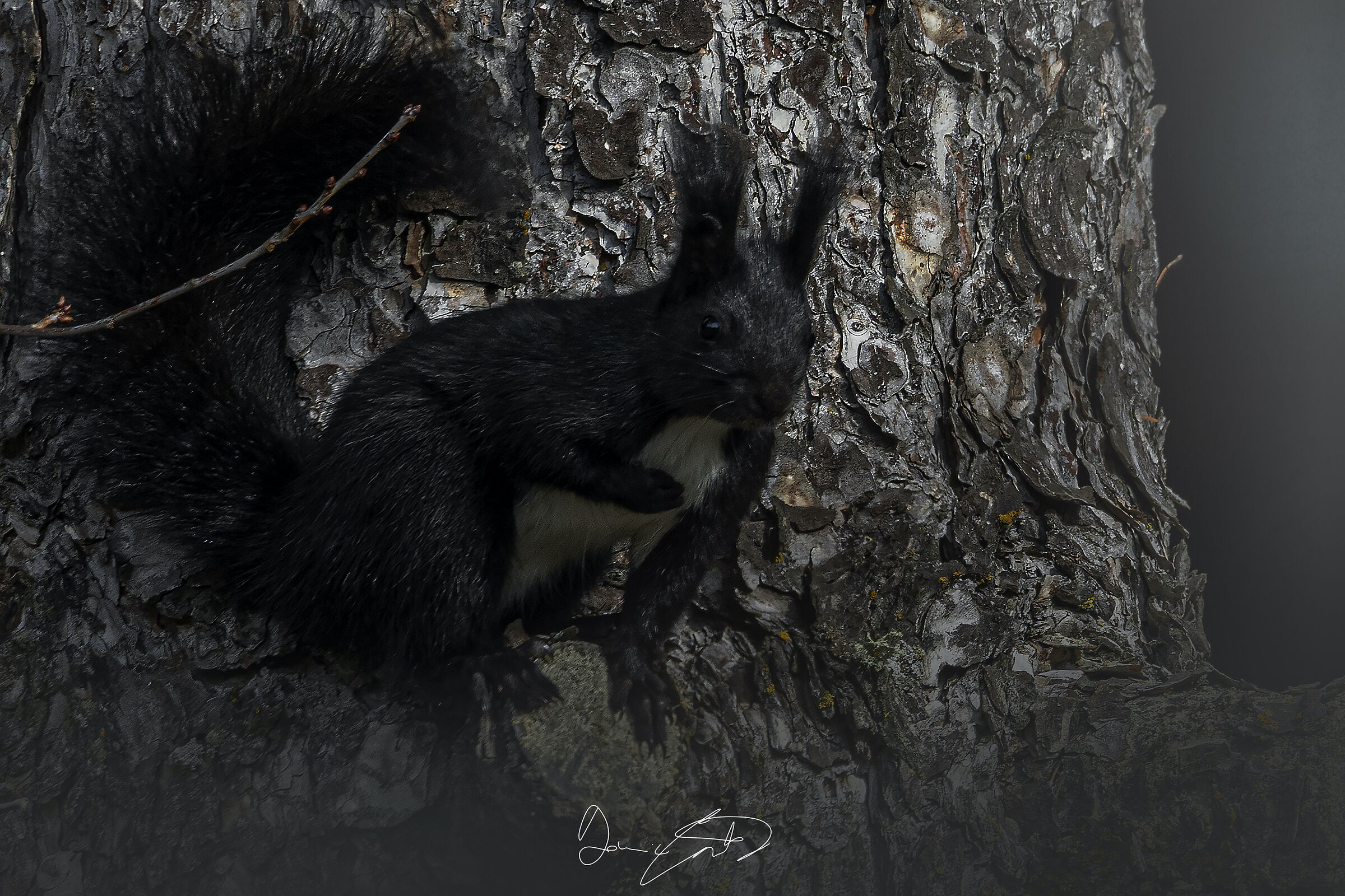 Black squirrel*...