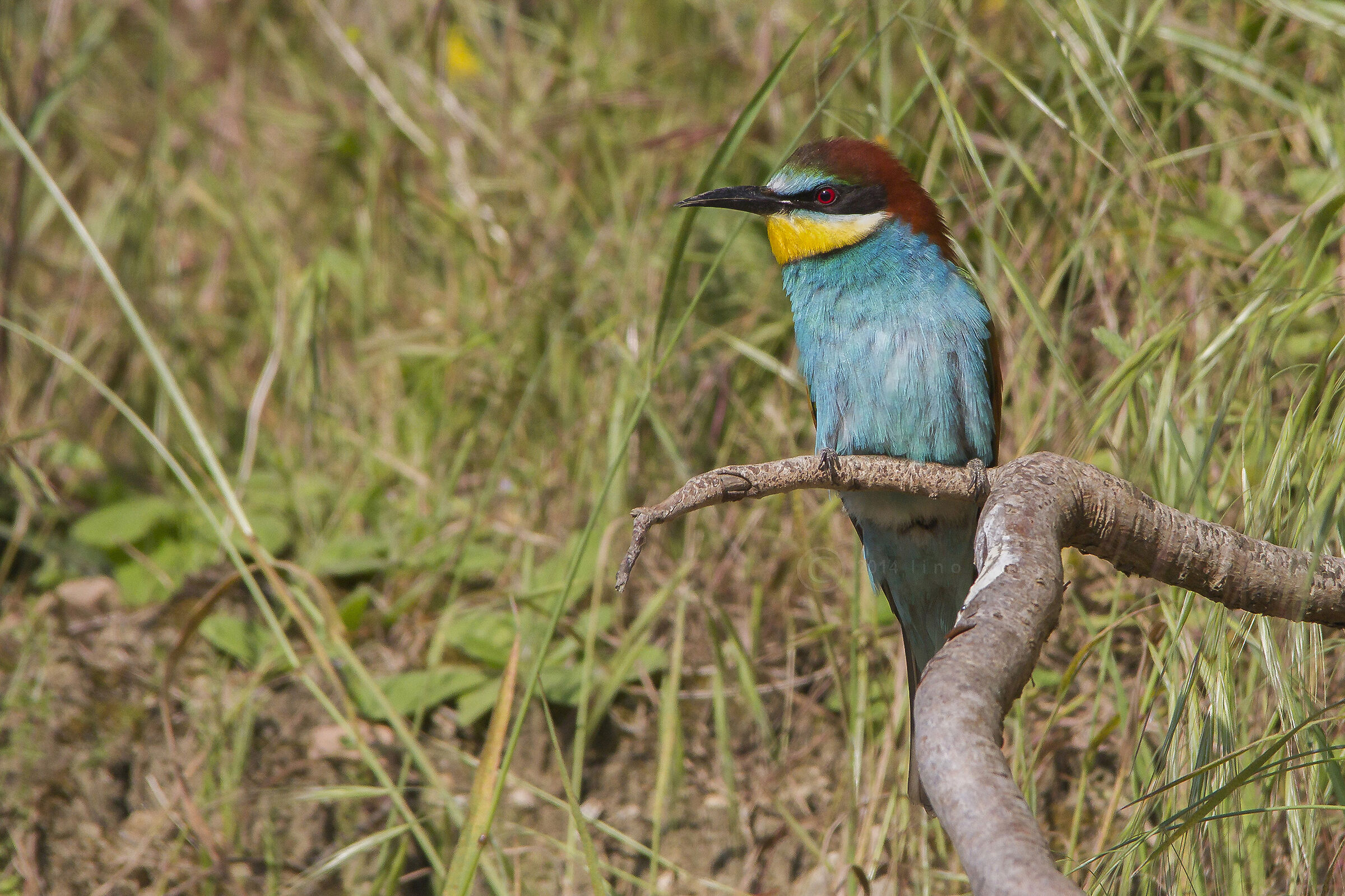Bee-eater...