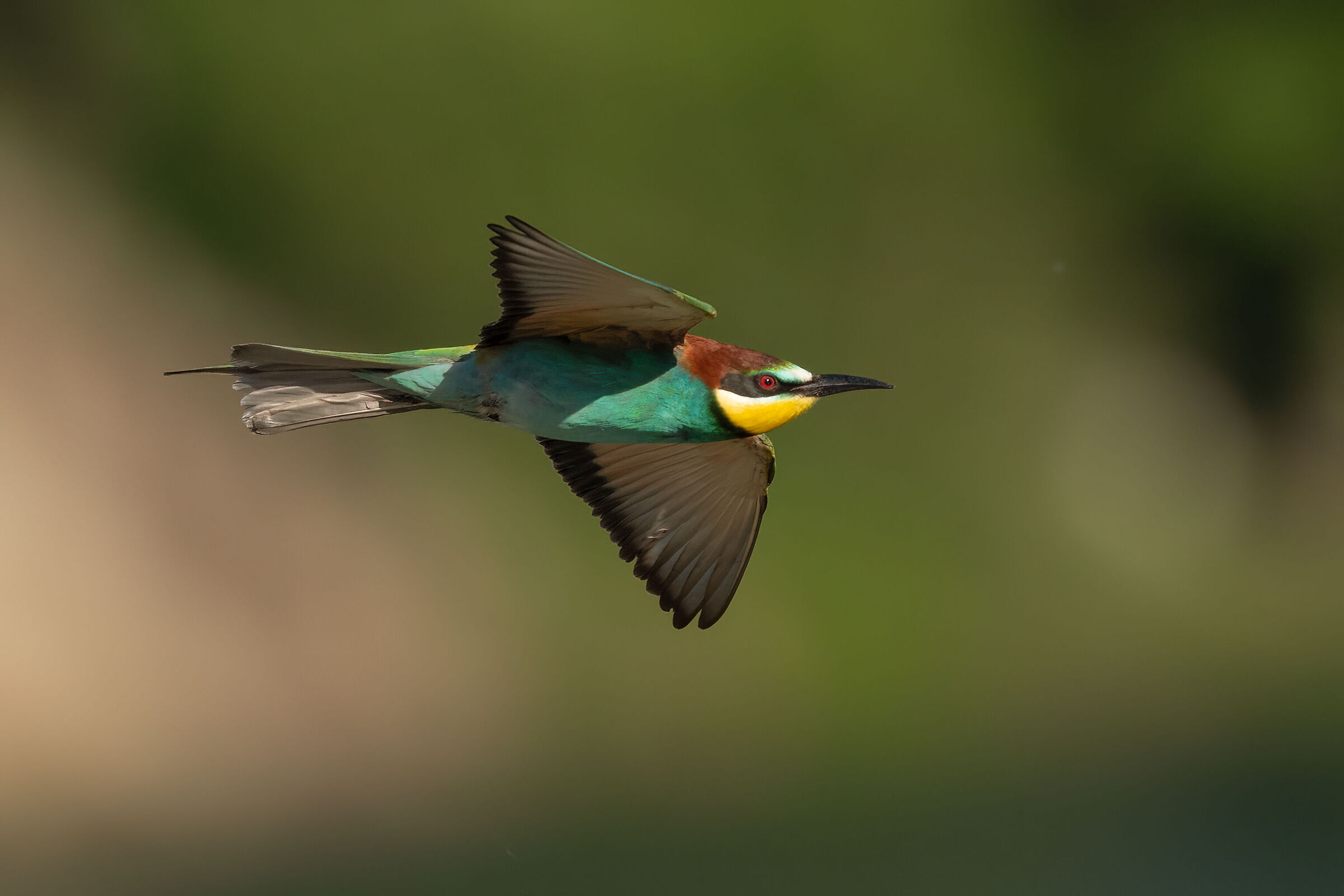 bee-eater...