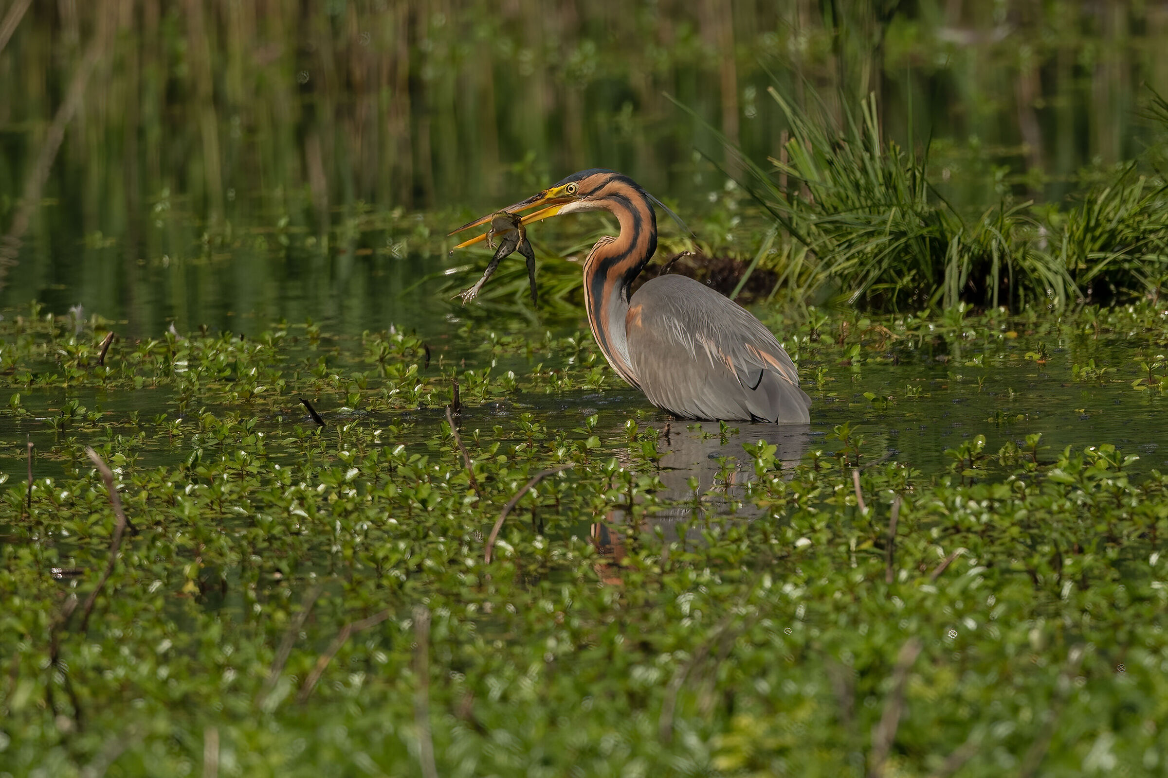 red heron with frog...
