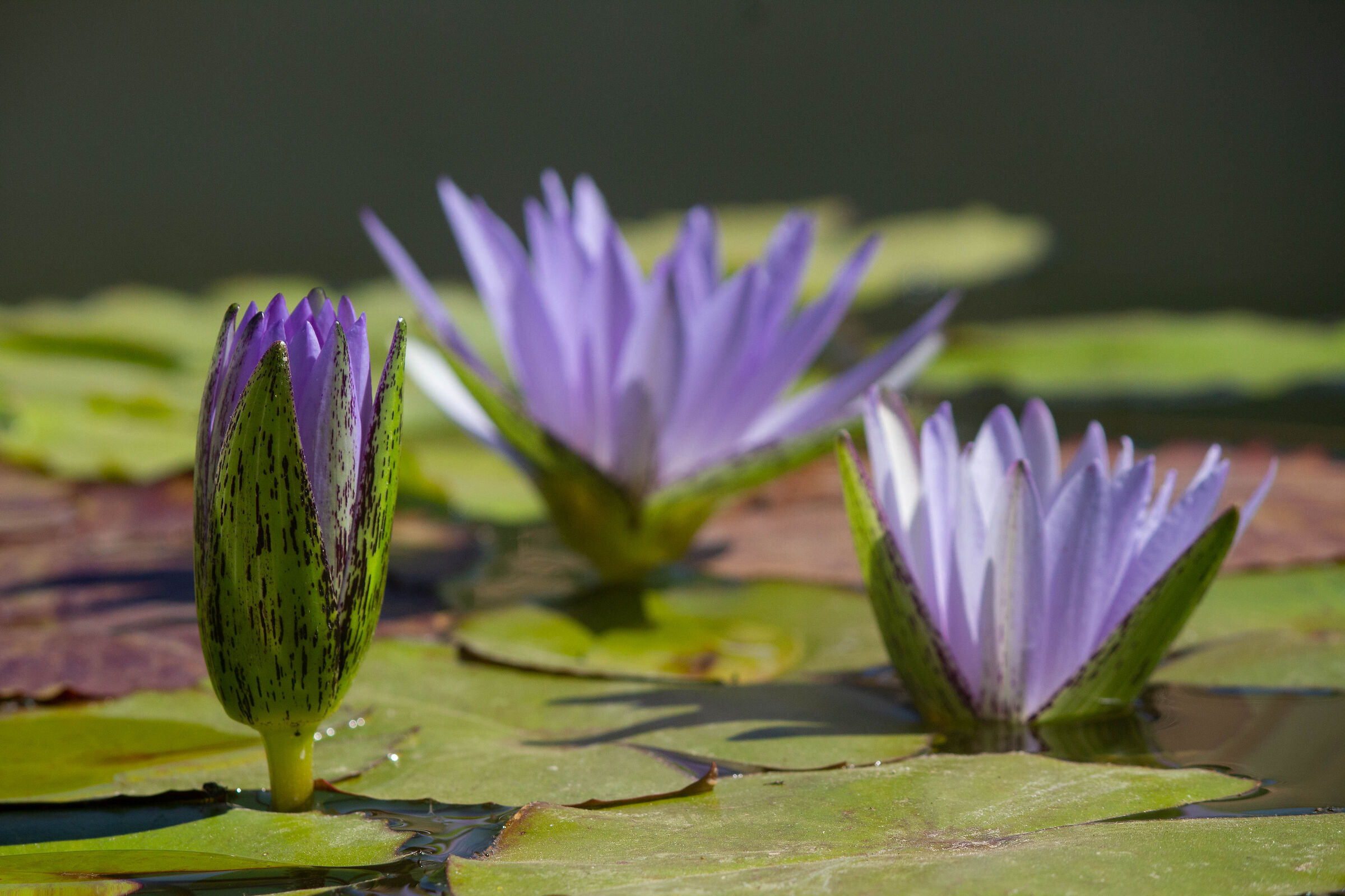 water lilies...