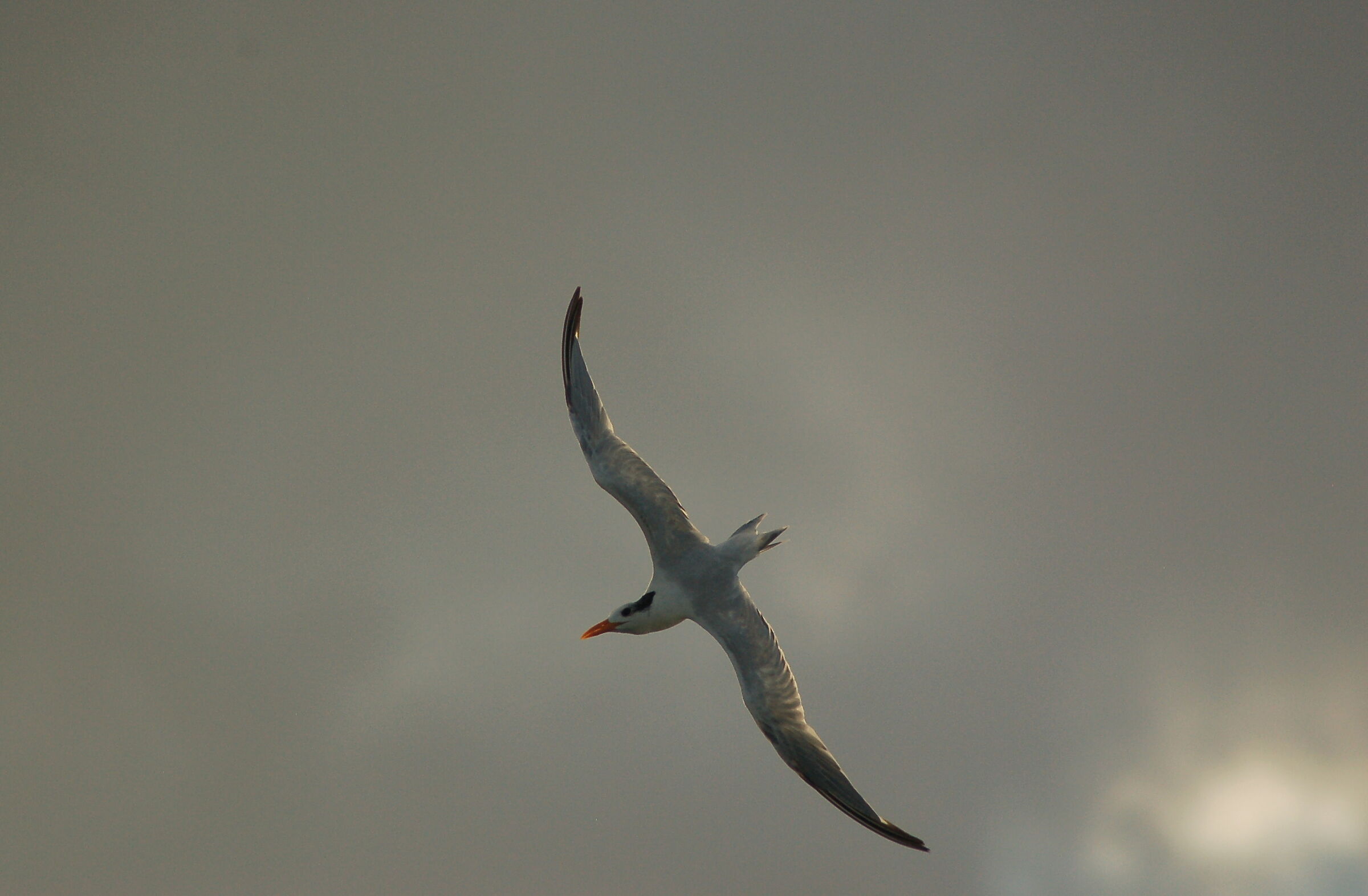 Royal tern...