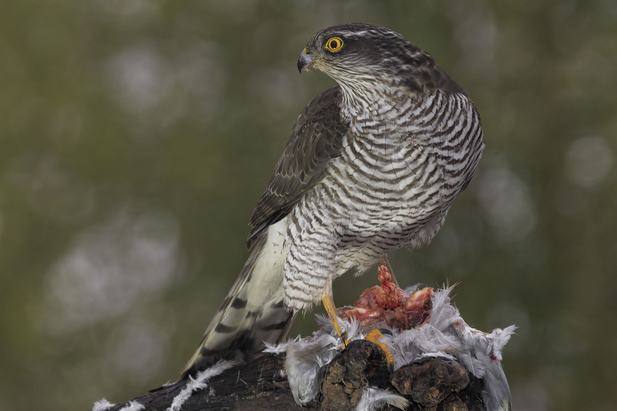 Young sparrowhawk...