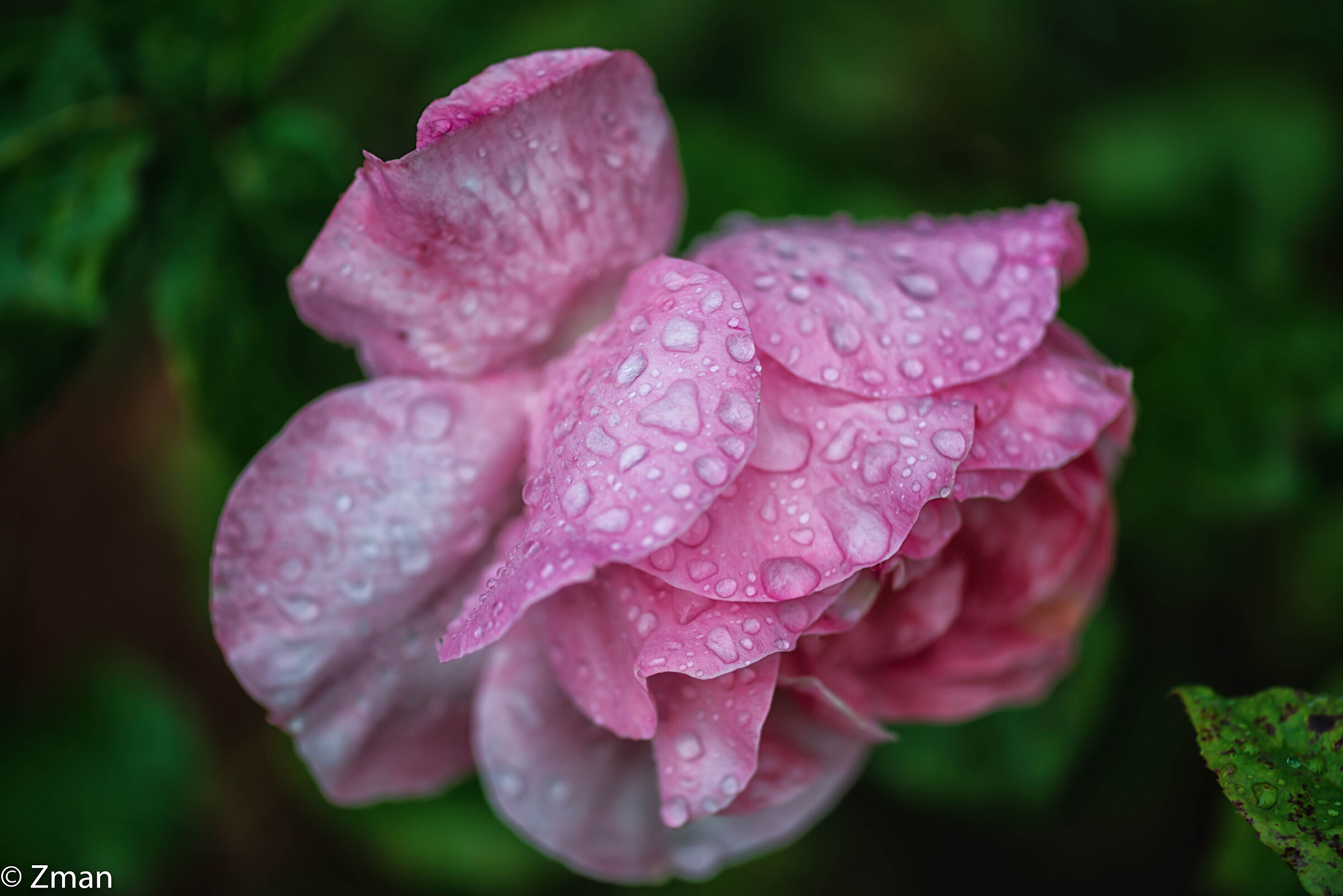 Roses under The Rain...