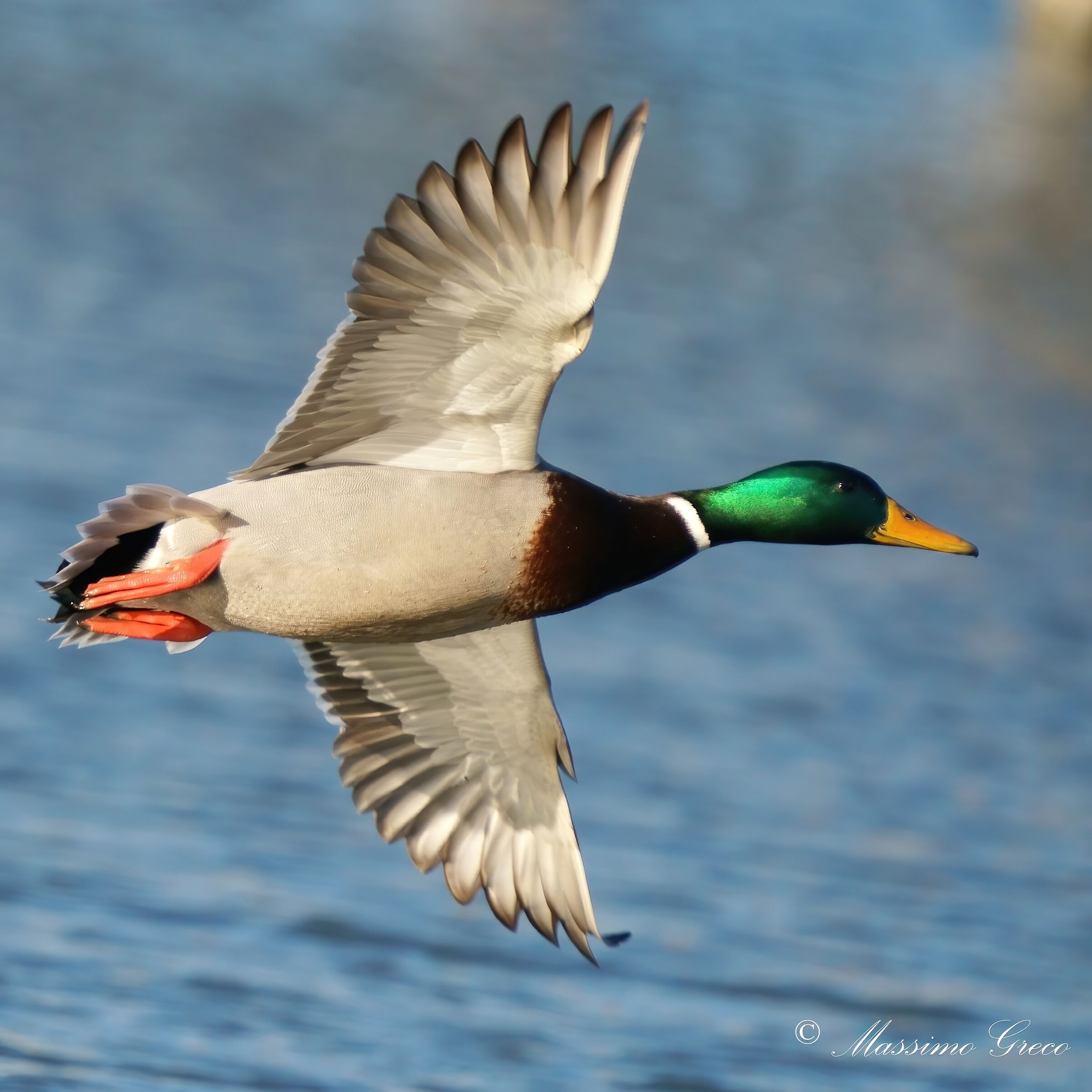 Mallard ...