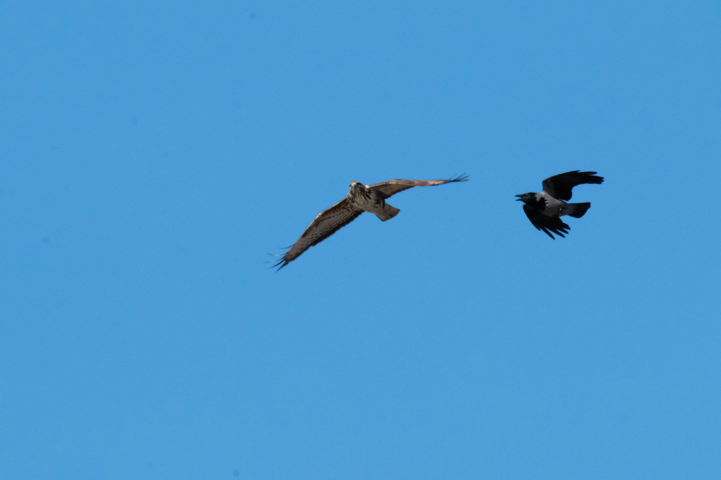 Buzzard and gray crow...