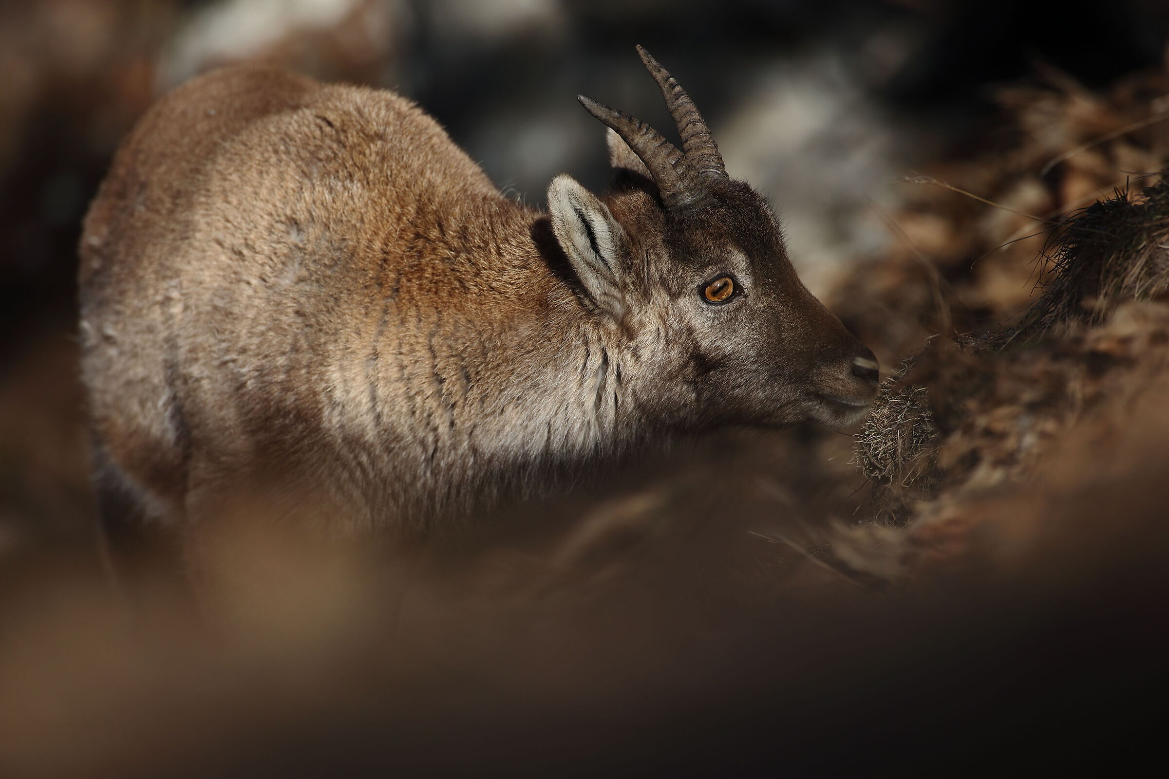 Young Male Ibex...