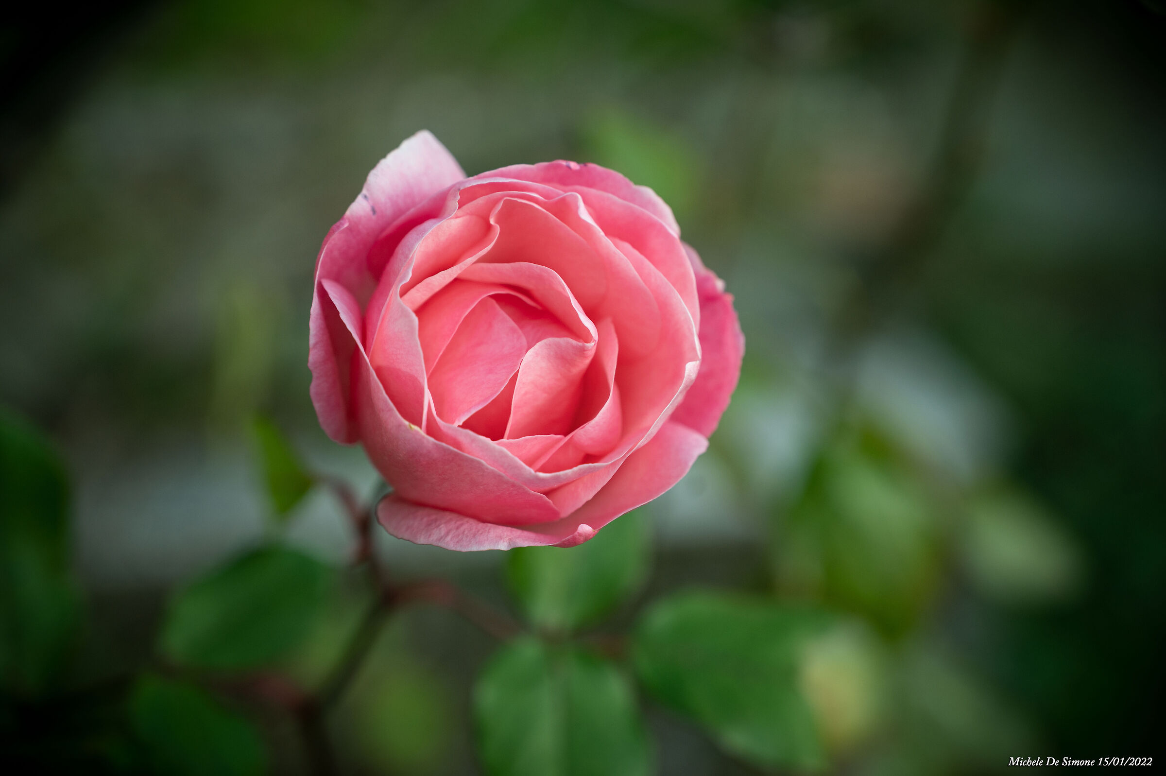 La bellezza di una Rosa...