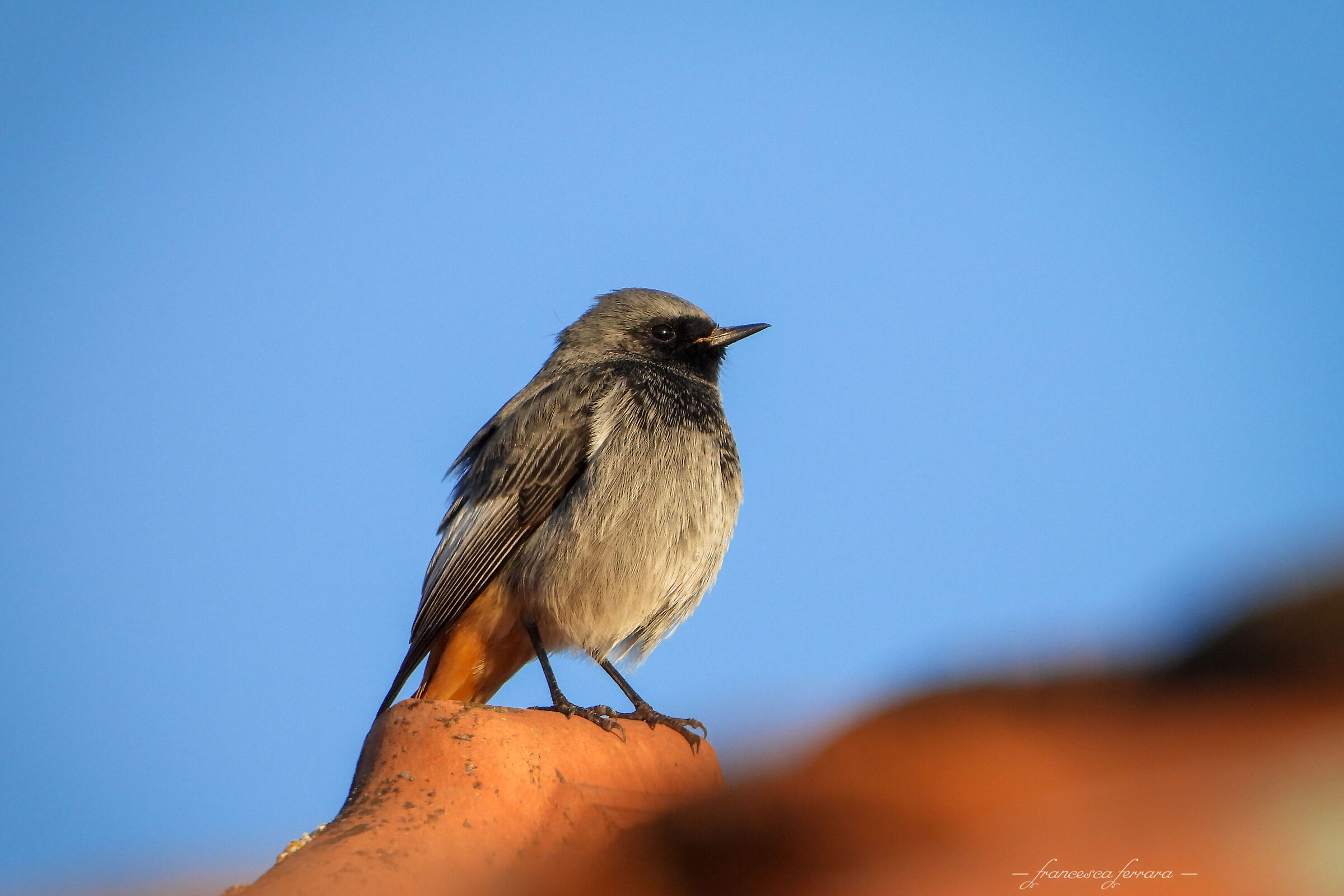 Codirosso spazzacamino (Phoenicurus Ochruros)_5...
