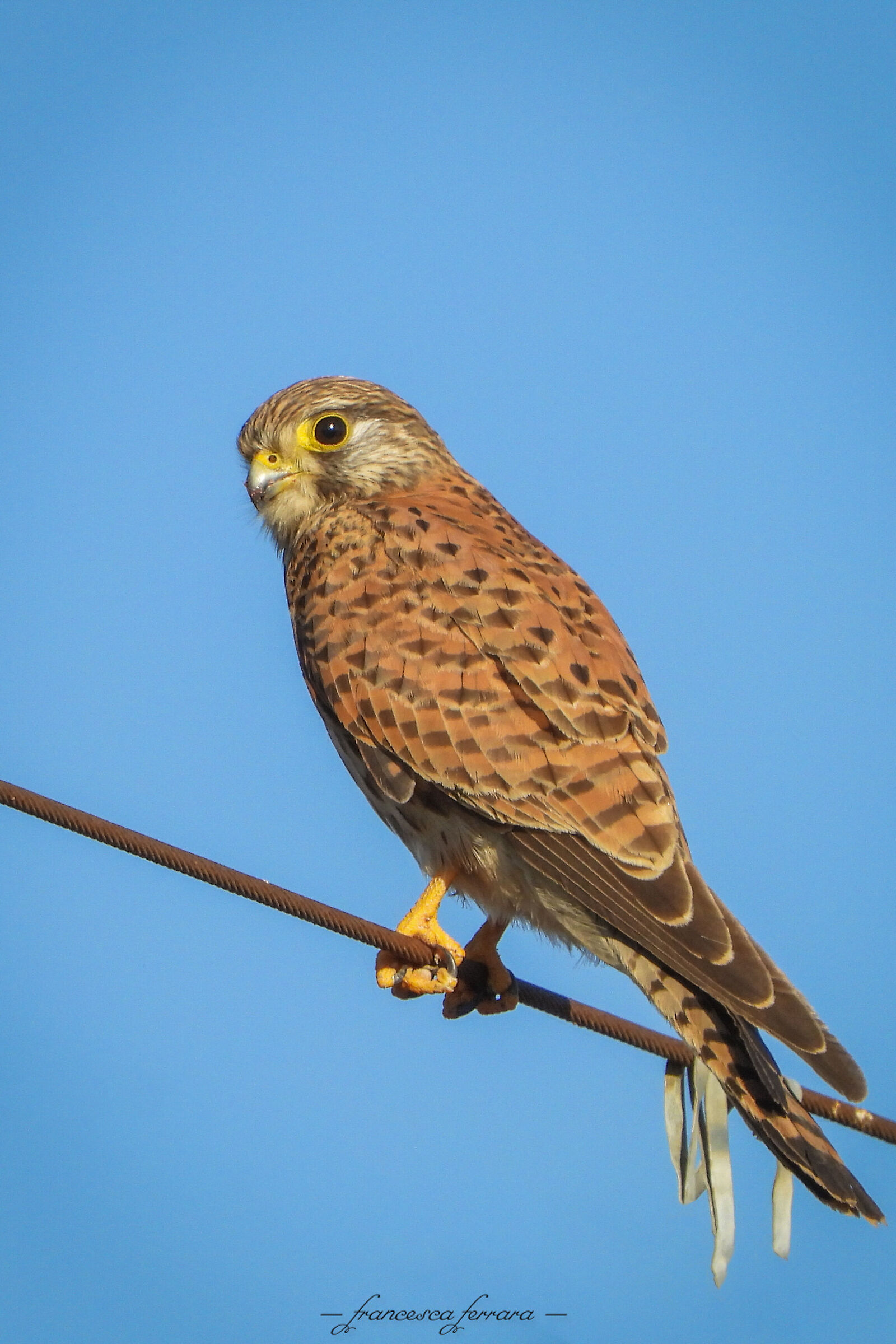 Gheppio (Falco Tinnunculus) femmina_3...