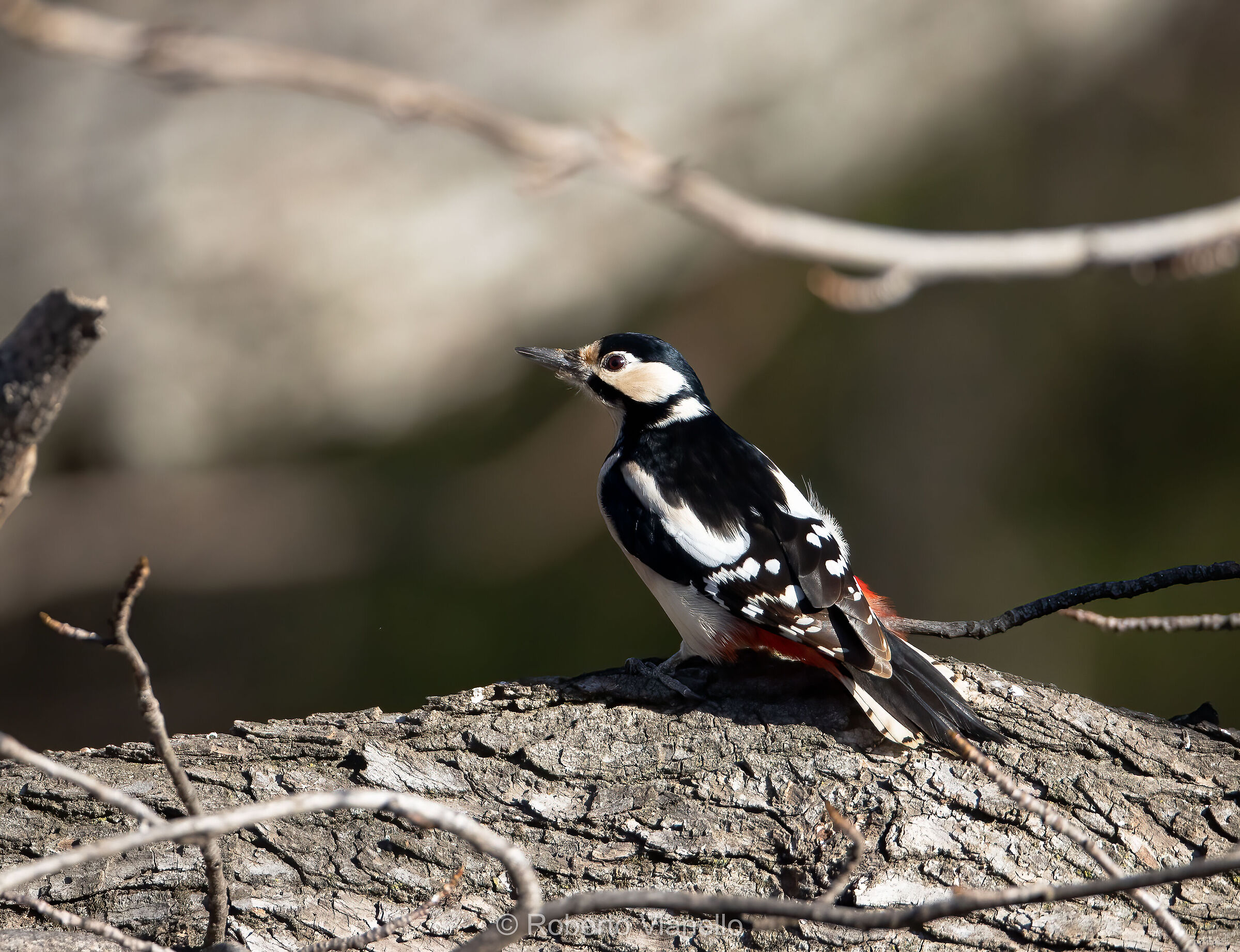 Greater Red Woodpecker (Dendrocopus major)...