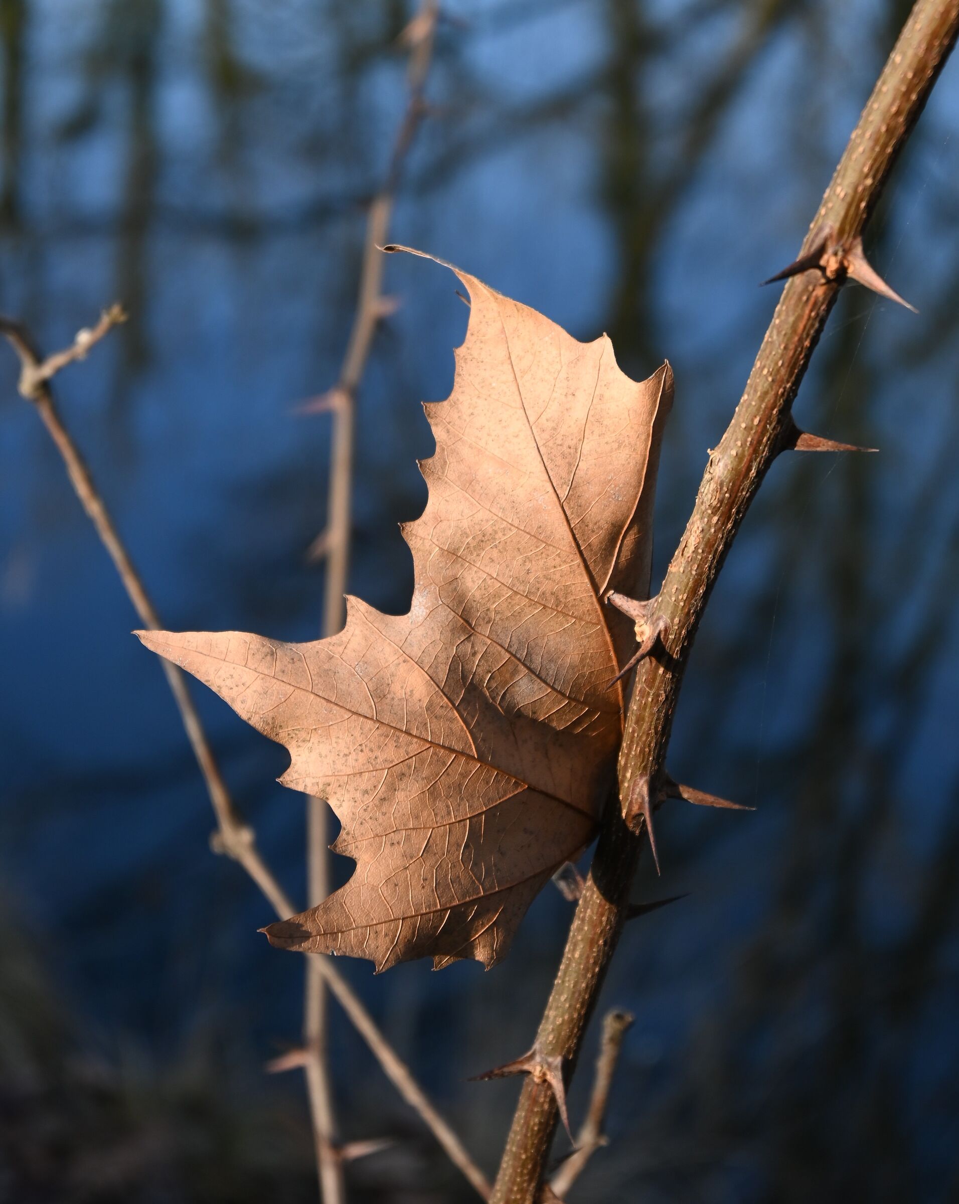 Leaf on the river...