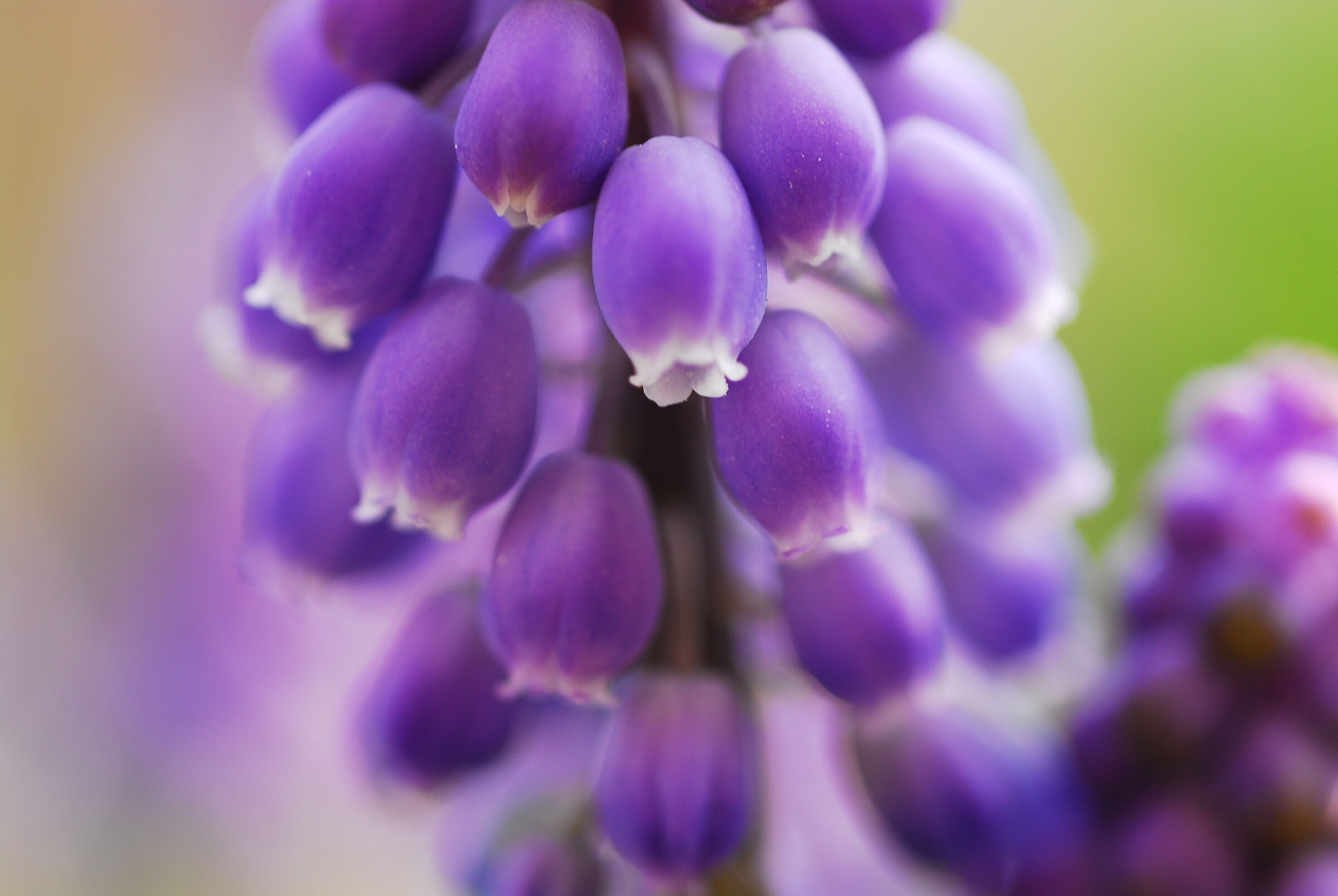Muscari...