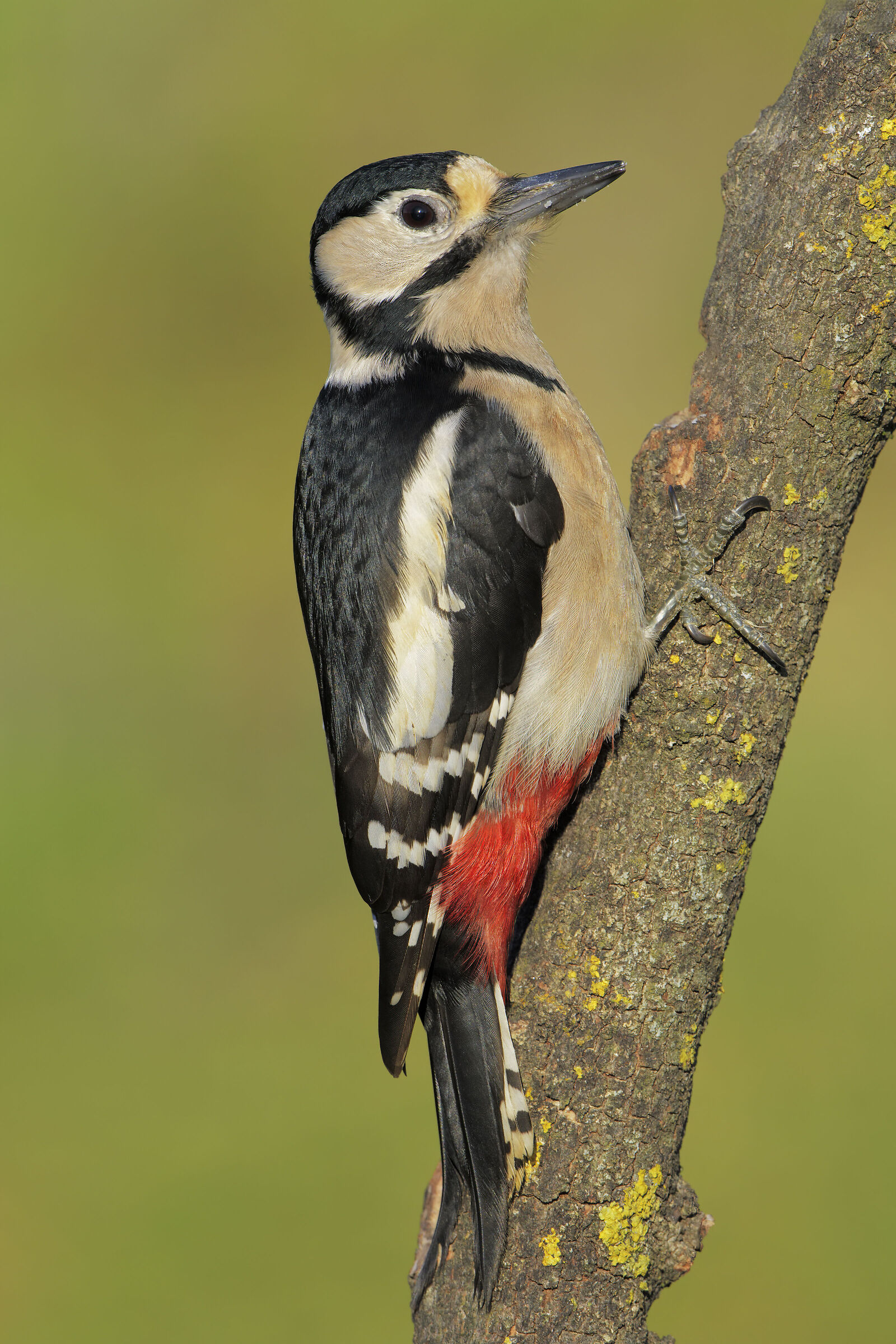 Greater red woodpecker ...