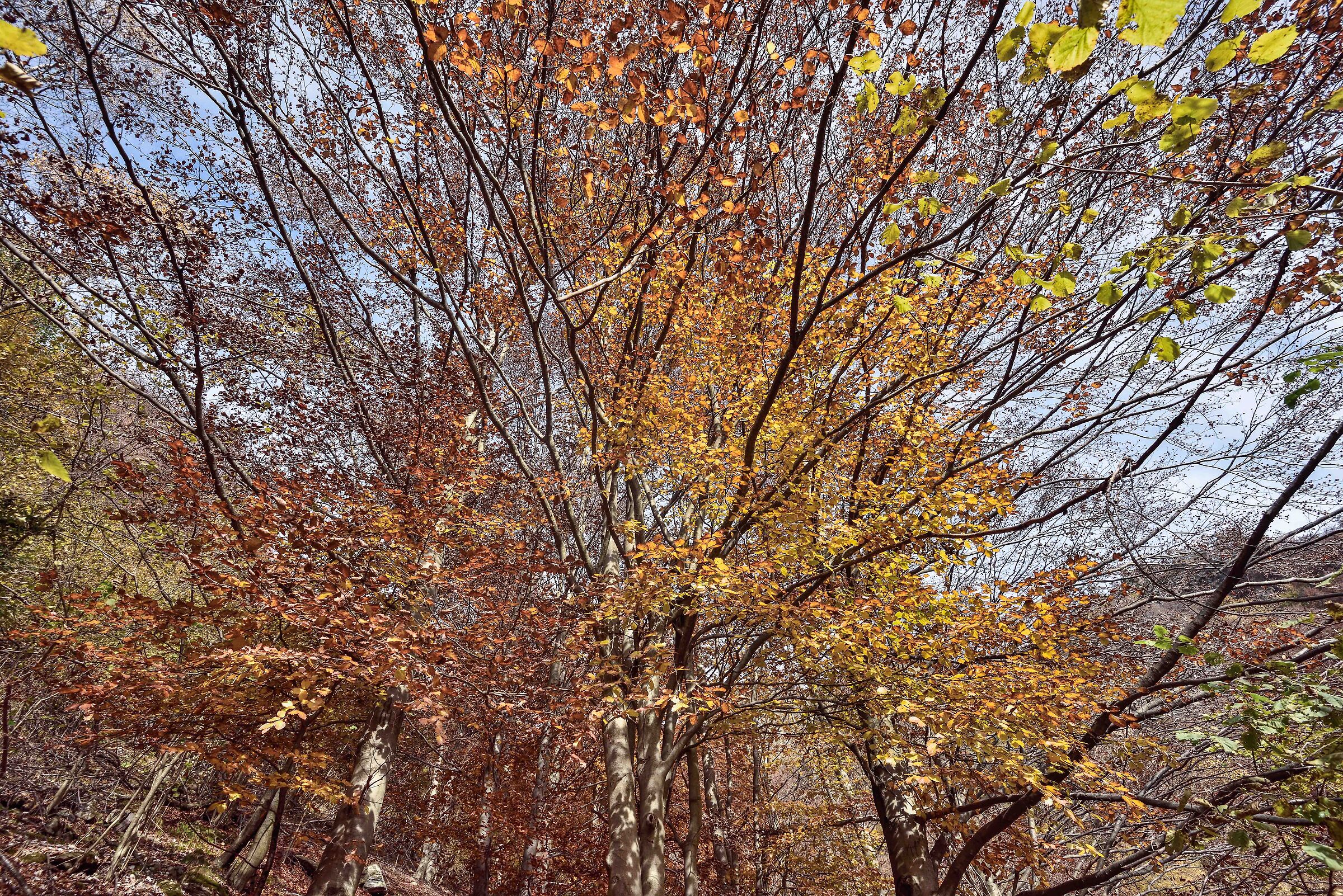 autunno 2020 Val Sesia Val Mastallone...