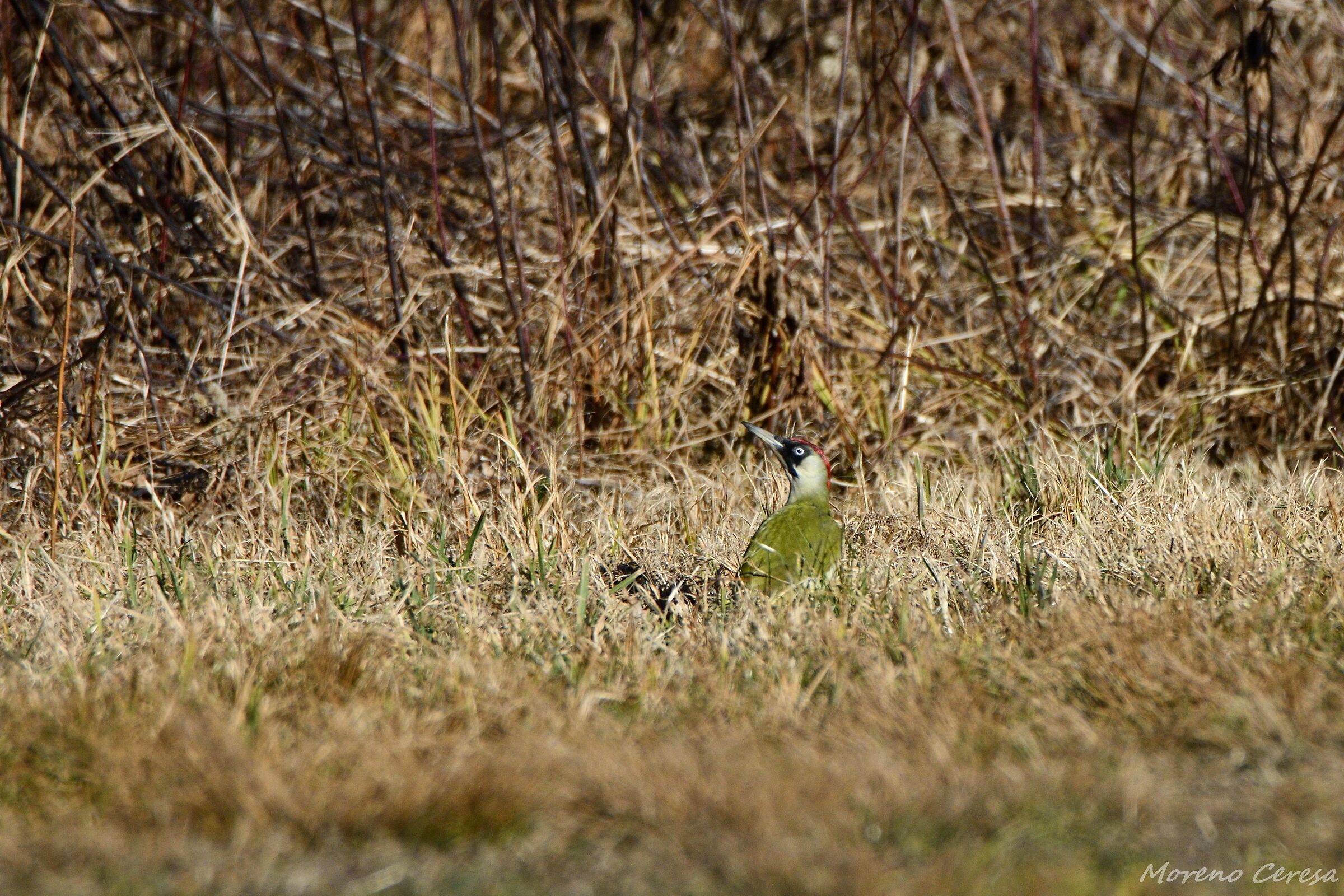 Green Woodpecker2...