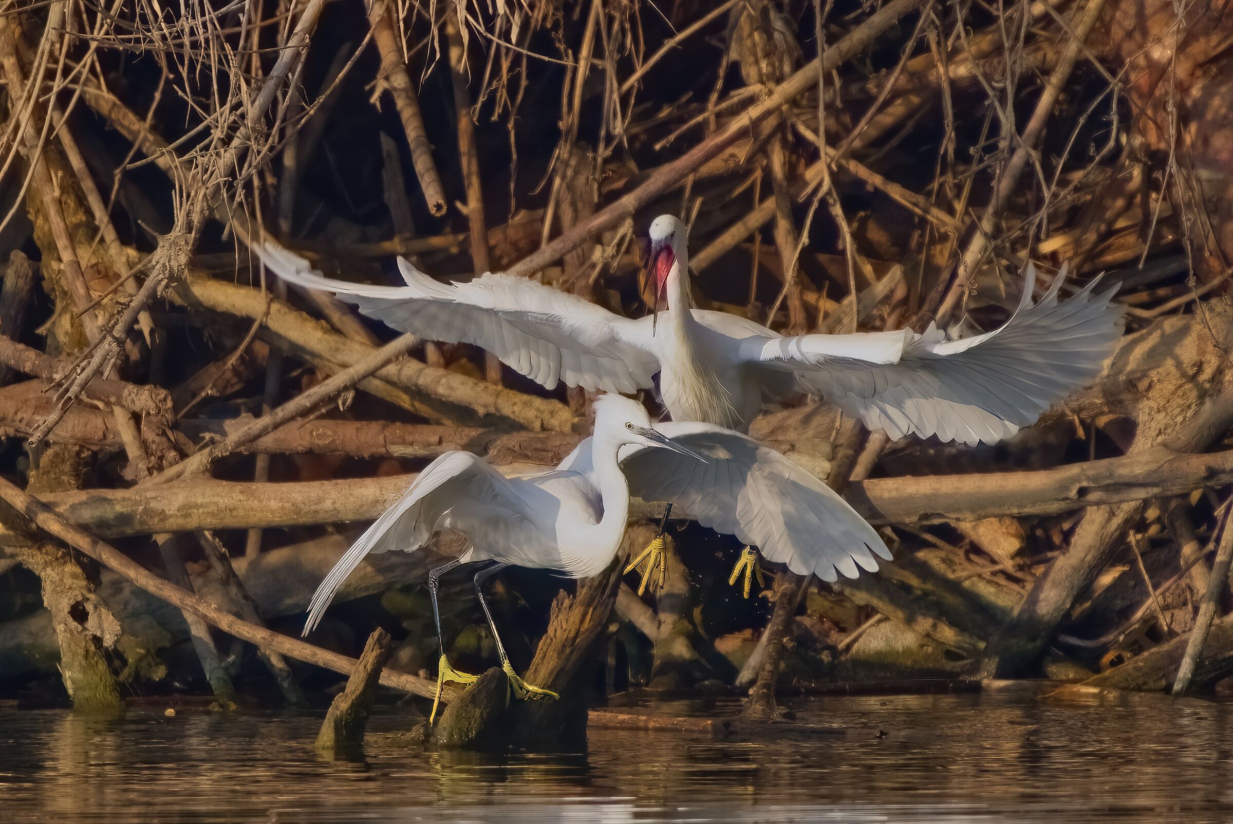 Skirmishes between egrets...