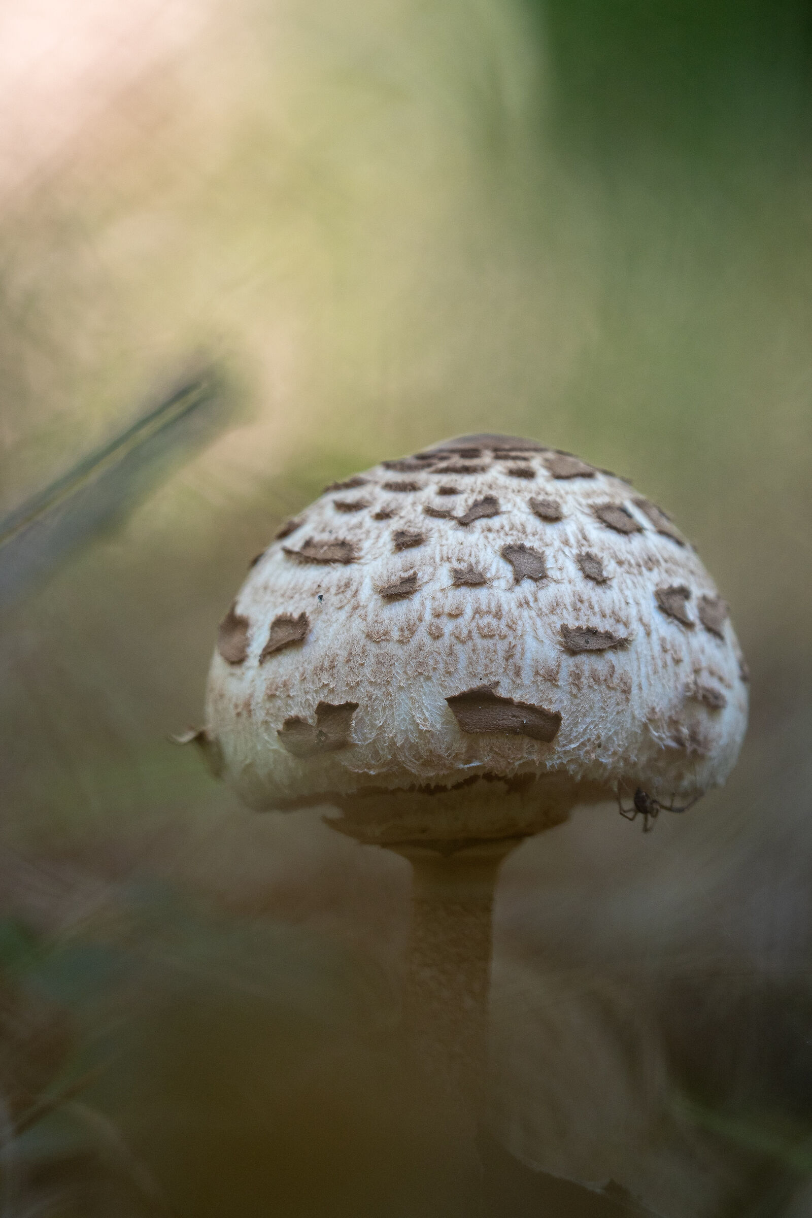 Mushroom_4...