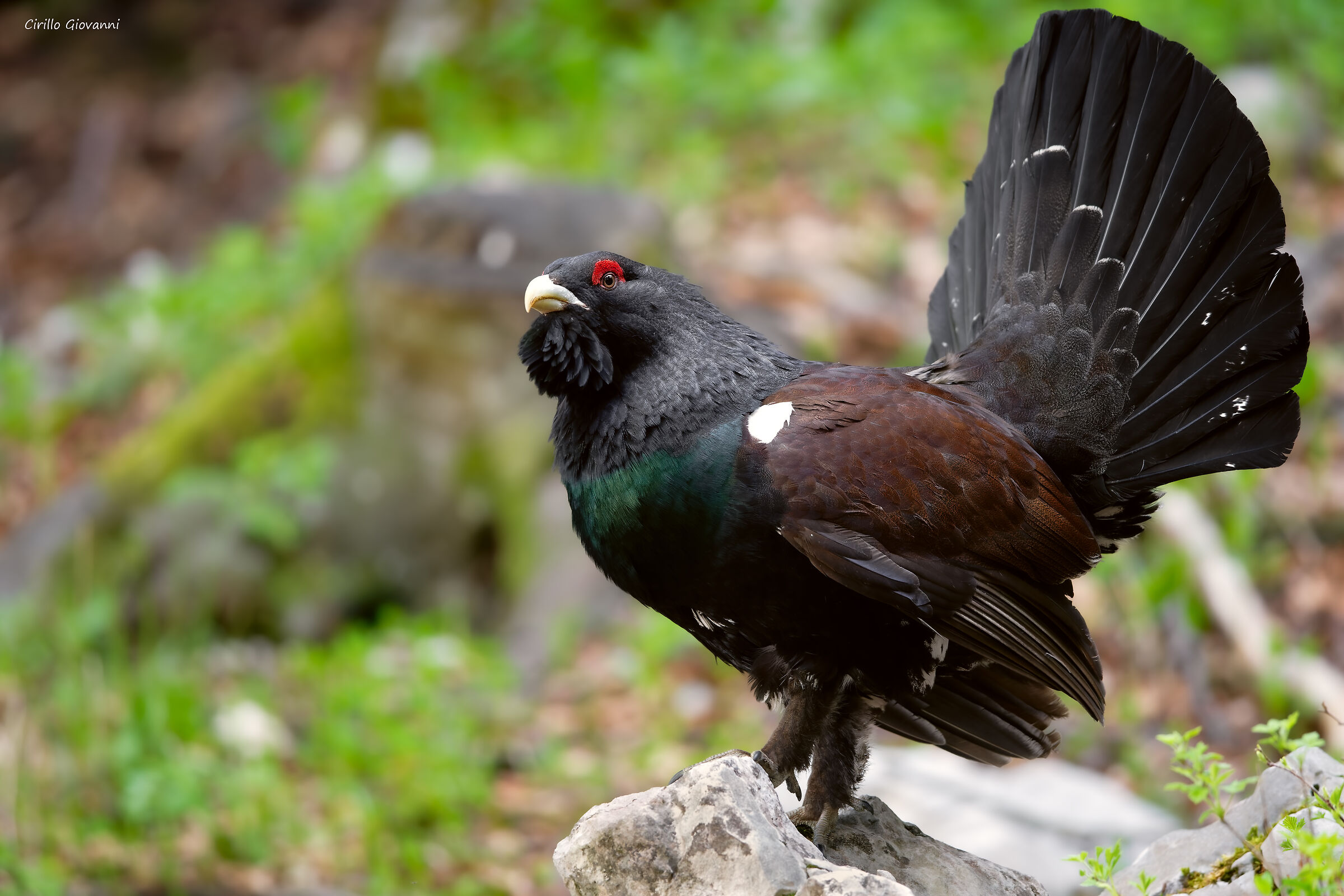 THE KING Capercaillie ...