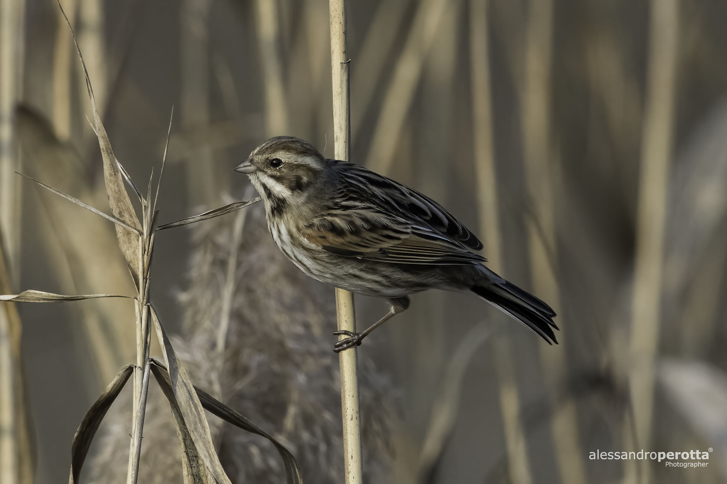Emberiza schoeniclus (F)...