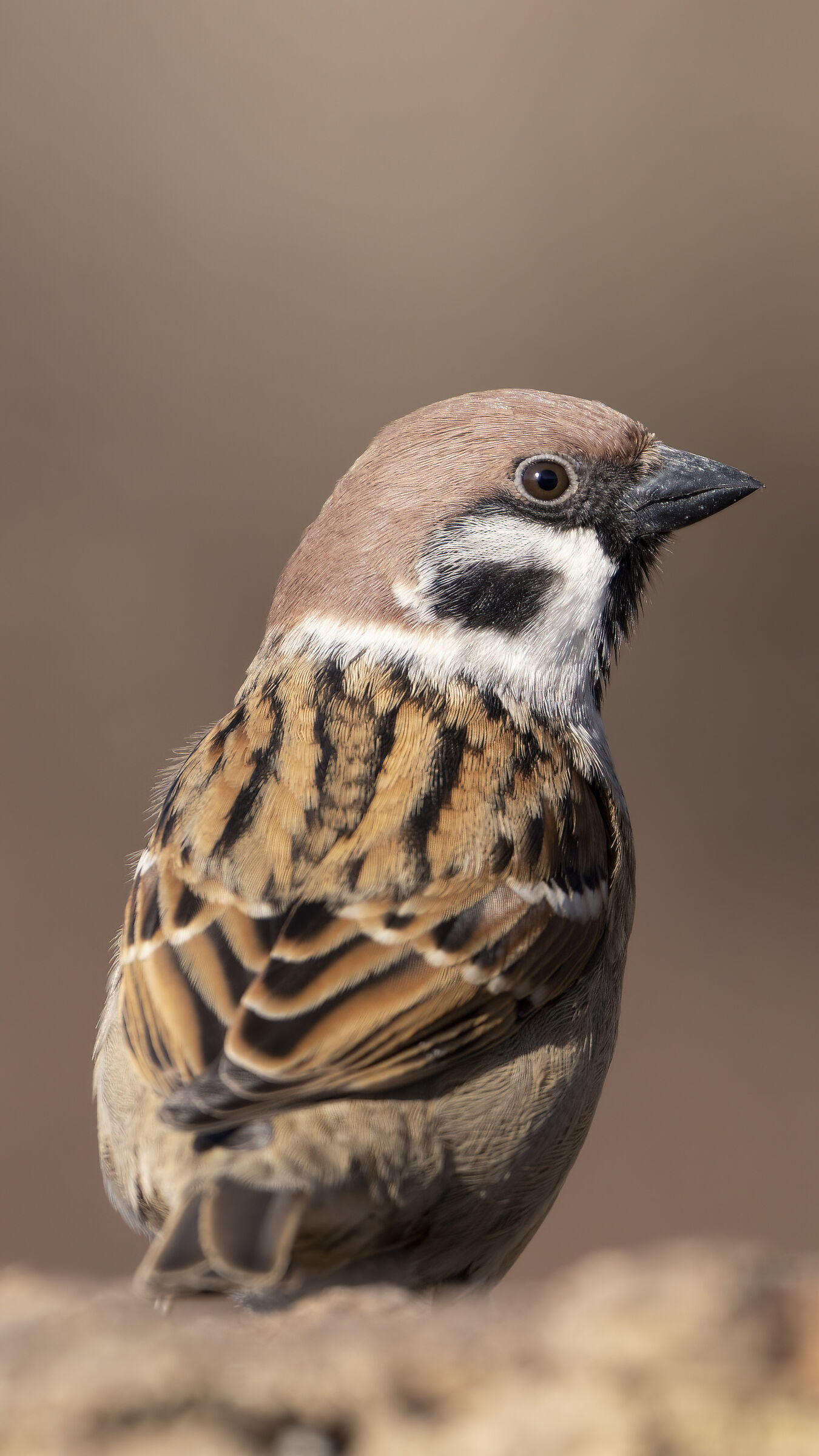 Tree sparrow...