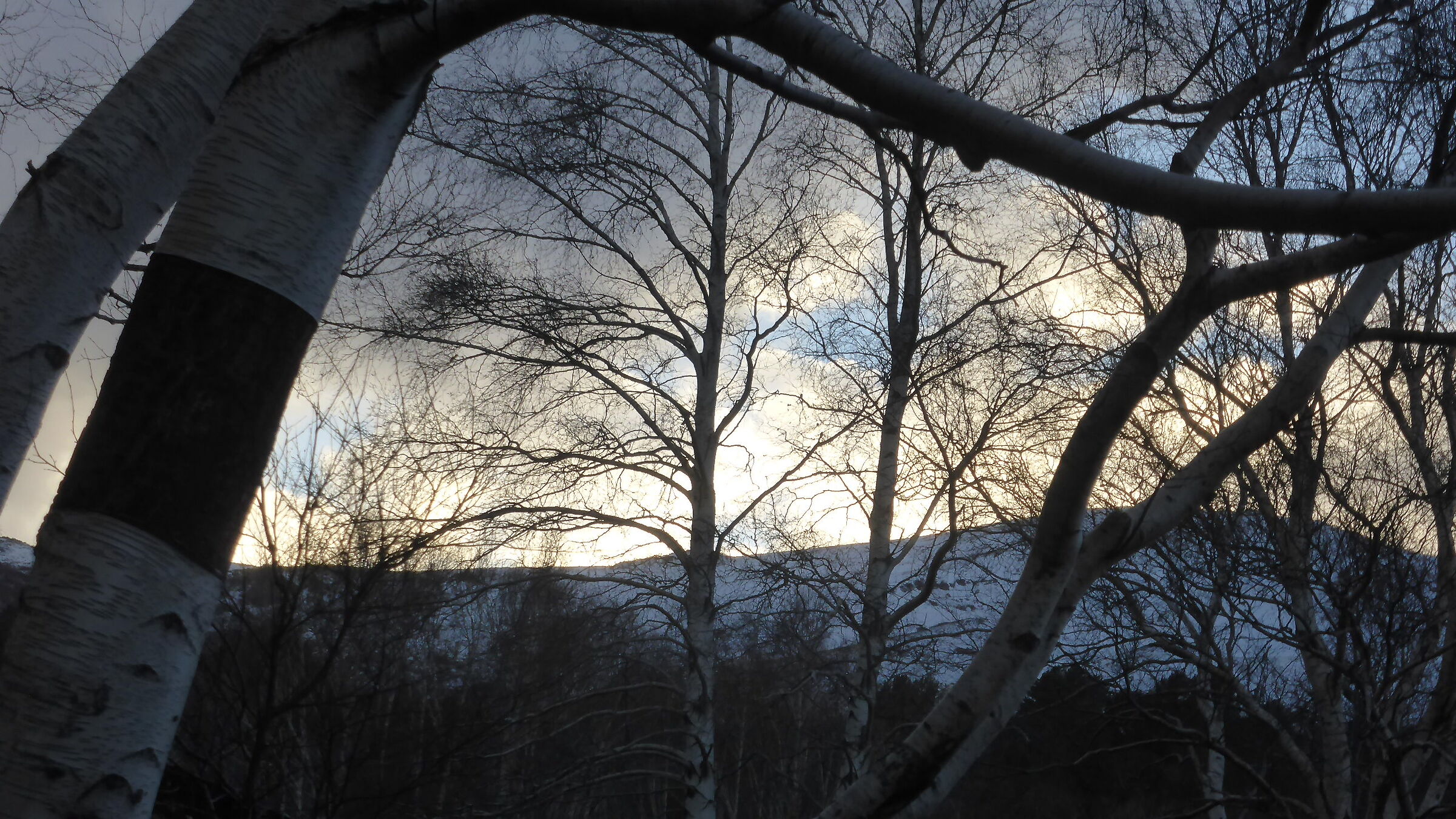 Birches...