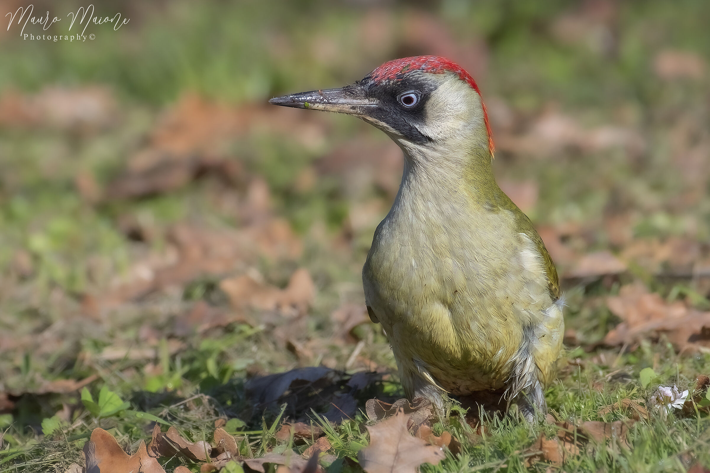 female green woodpecker...