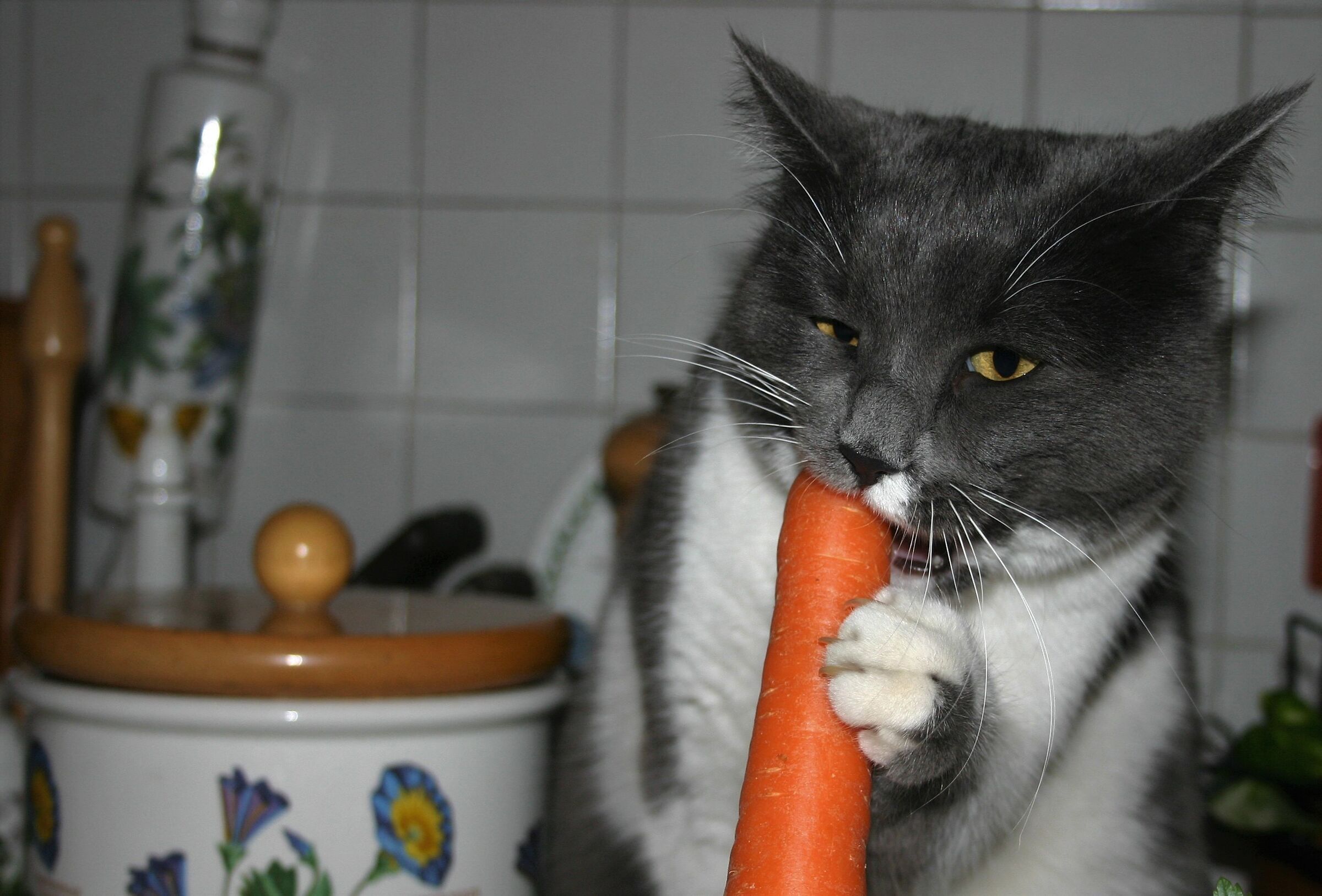 vegetarian cat...