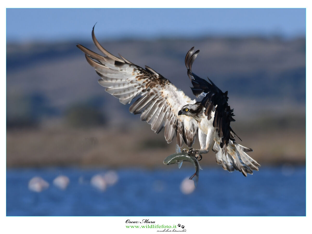 Falco pescatore Osprey www.wildlifefoto.it...