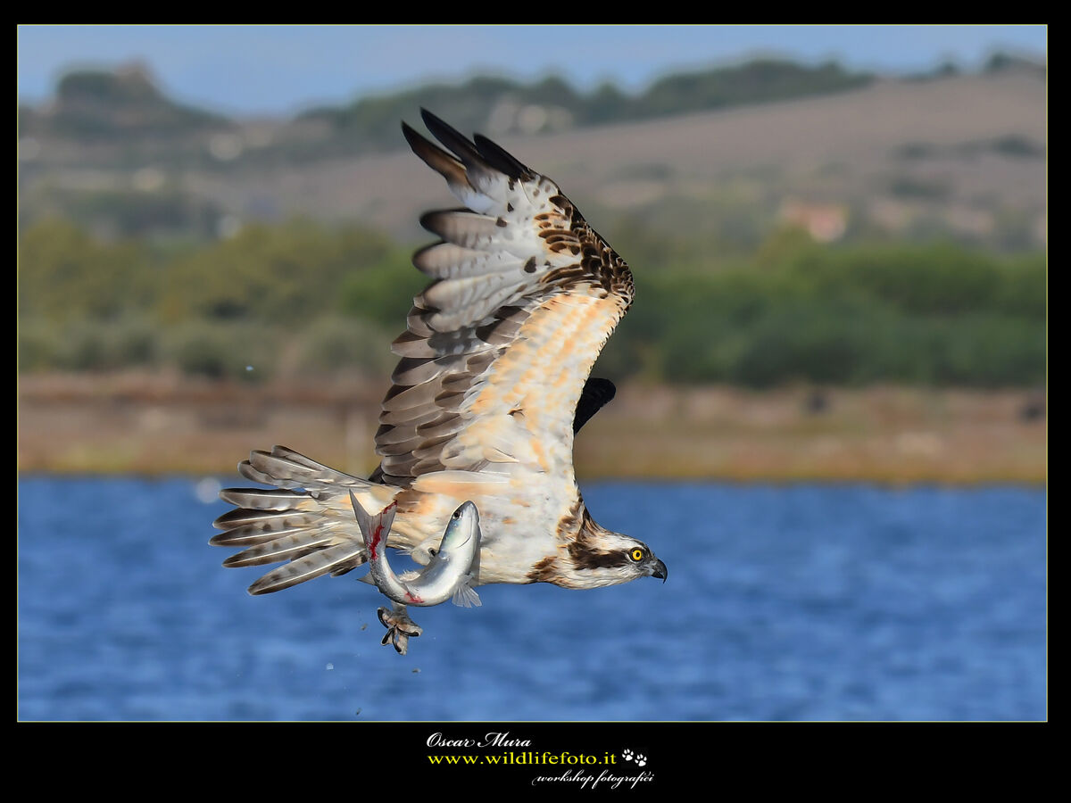 Falco pescatore Osprey www.wildlifefoto.it...