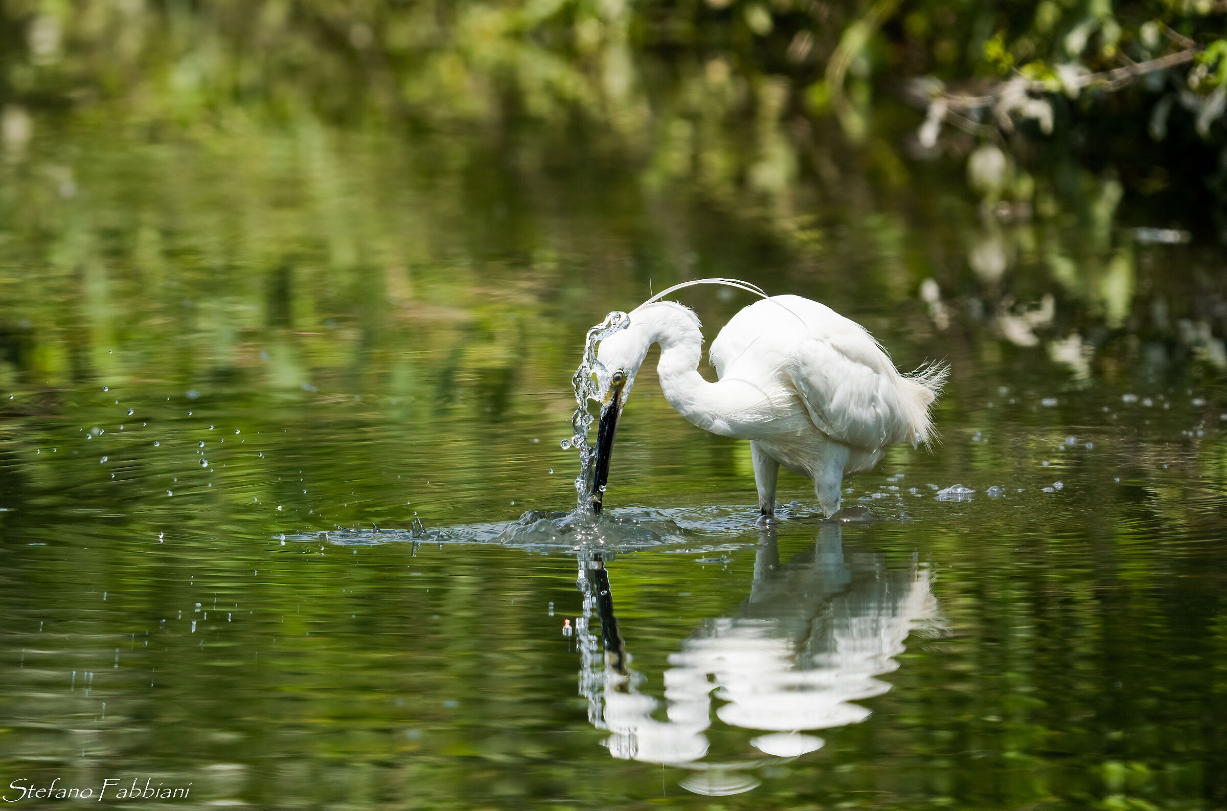 Fishing egret...