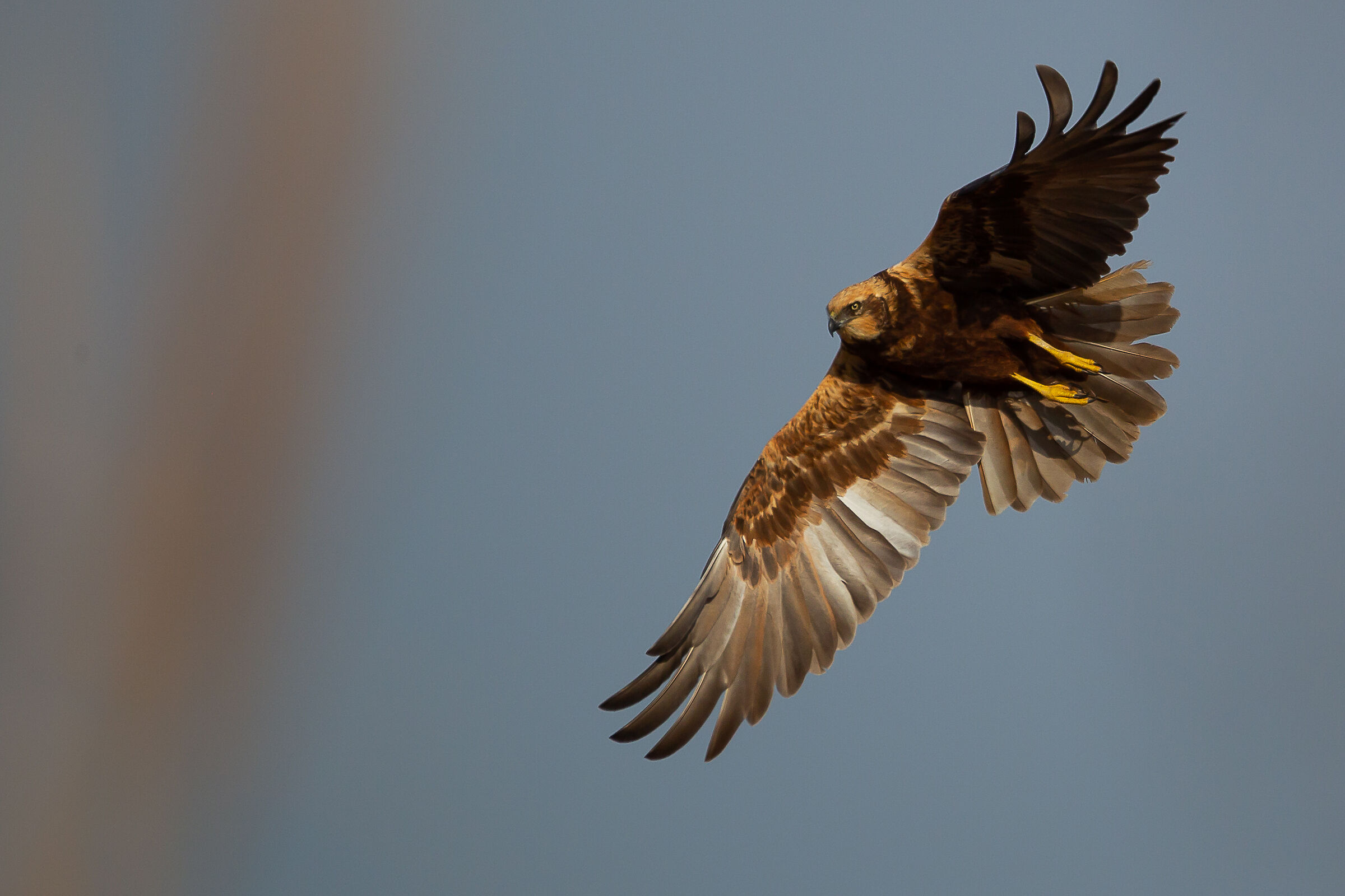 Marsh falcon in turn...
