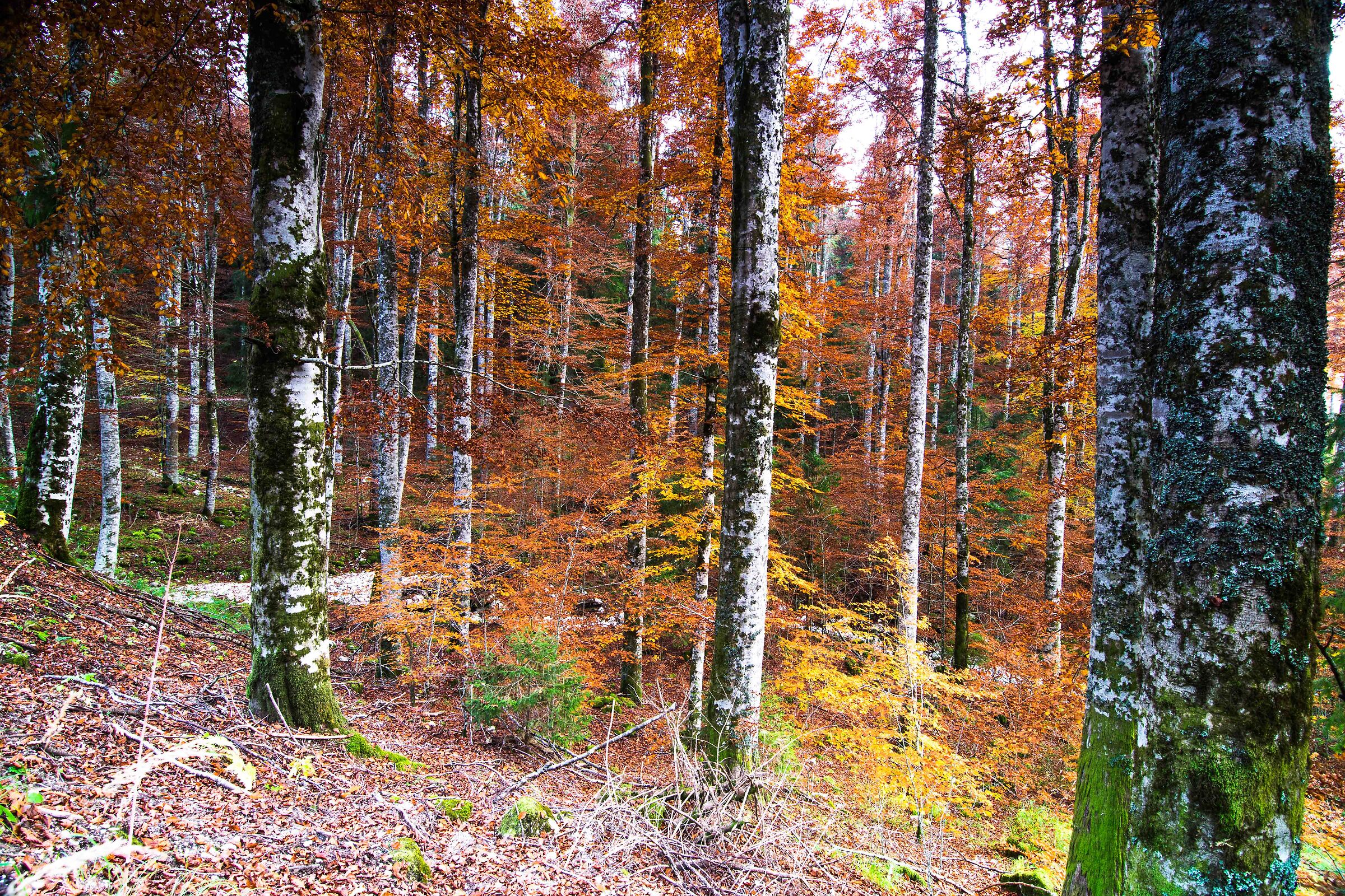 Cansiglio Forest - autumn...